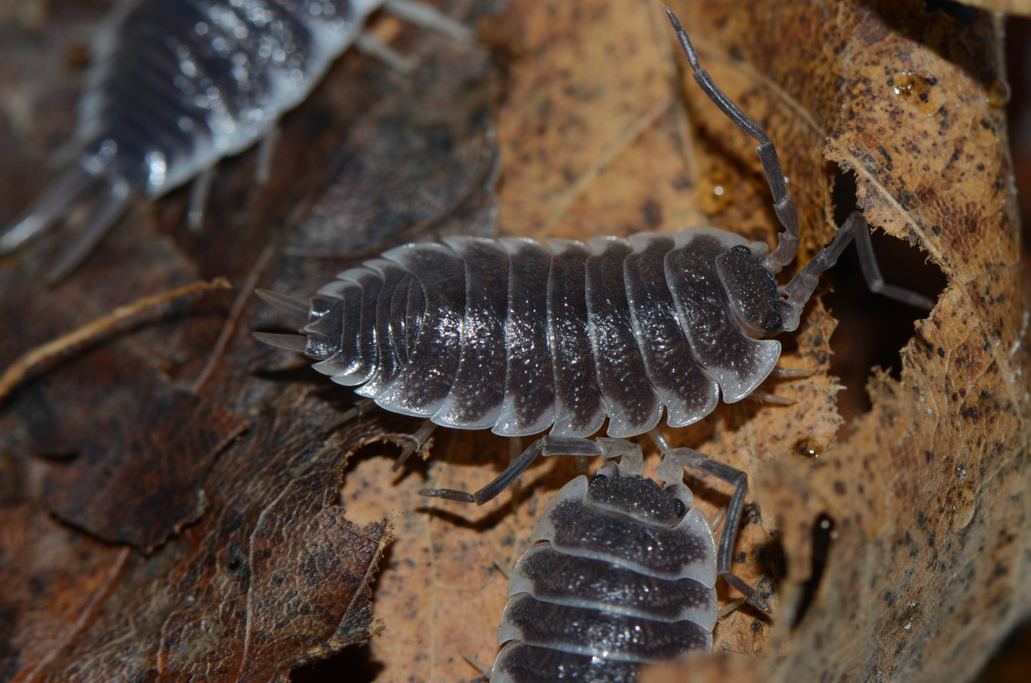 Porcellio hoffmannseggi (Starter Colony of 10)