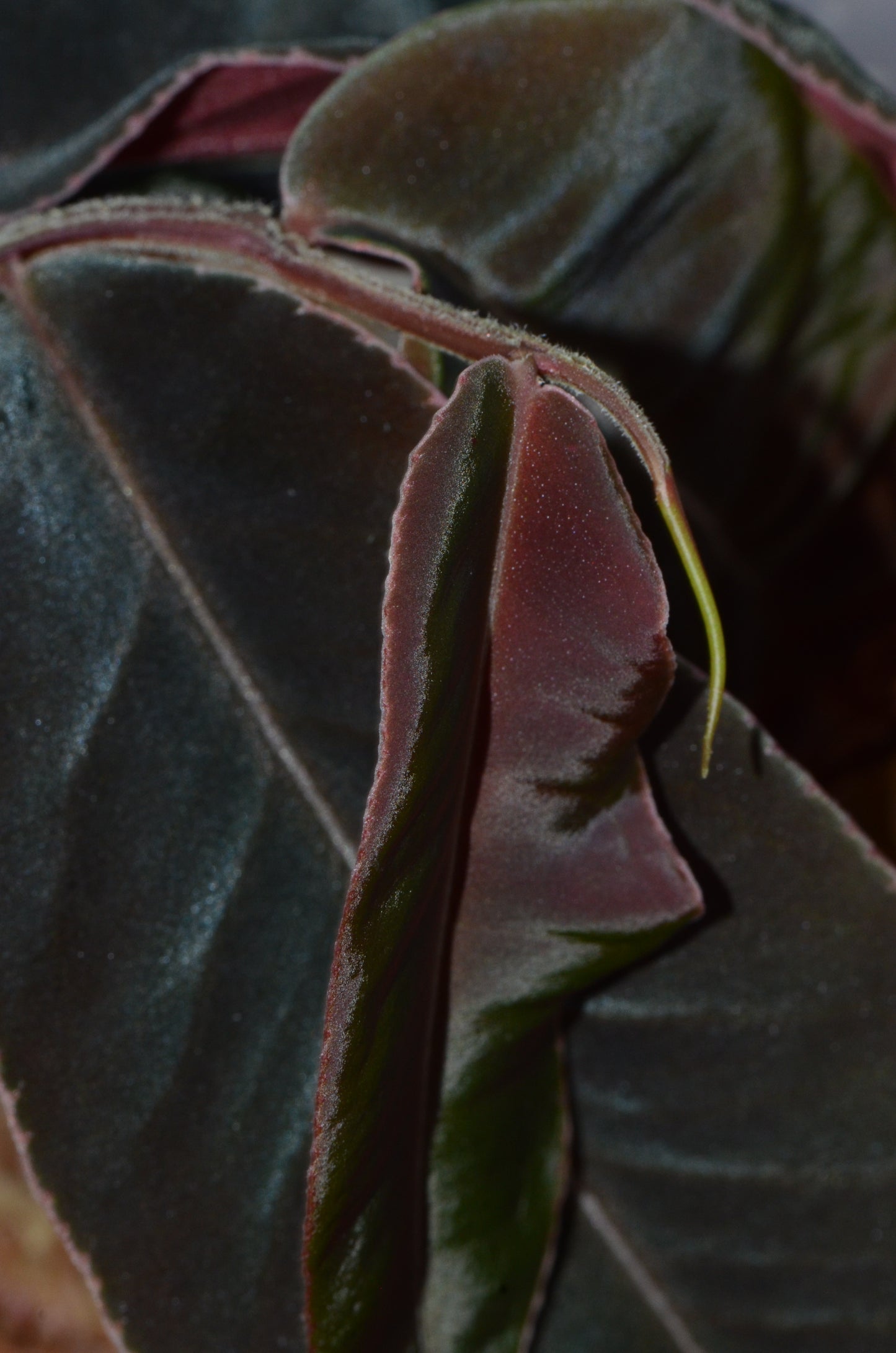 Marcgravia "La Coca"