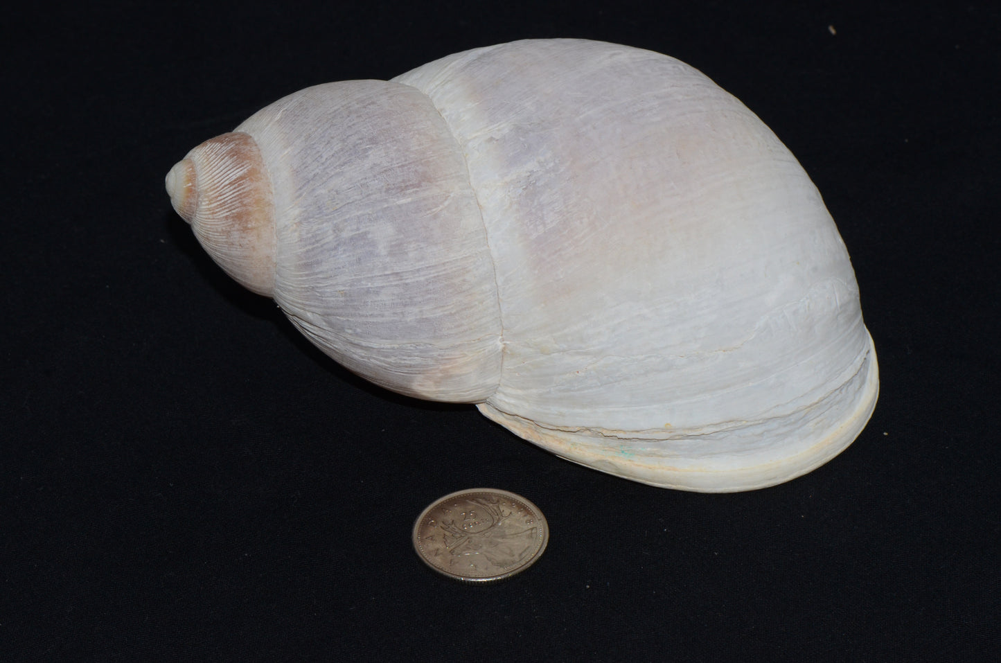 Giant Amazon Land Snail Shell (M. popelarianus)