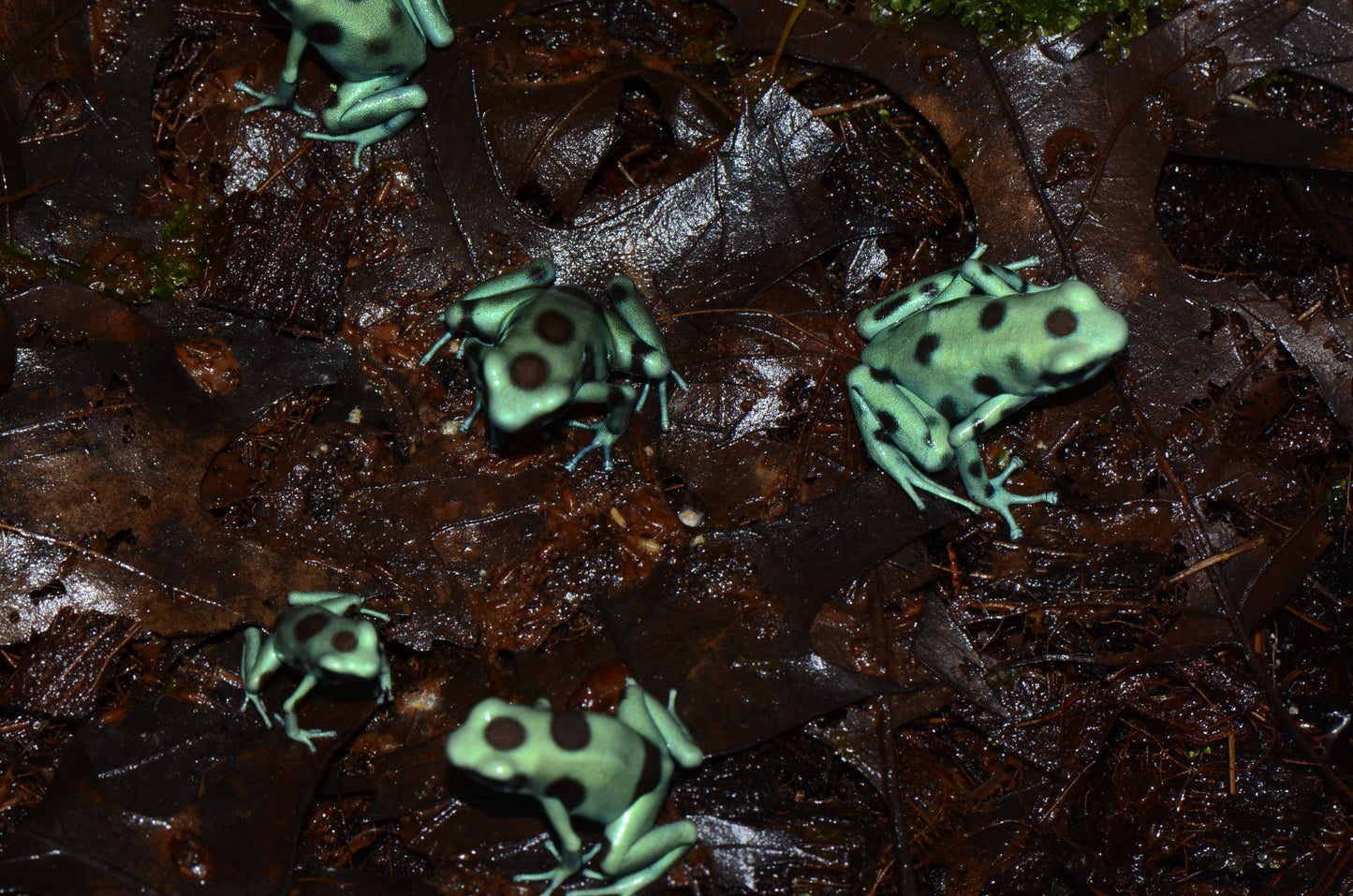 Dendrobates auratus "Microspot"