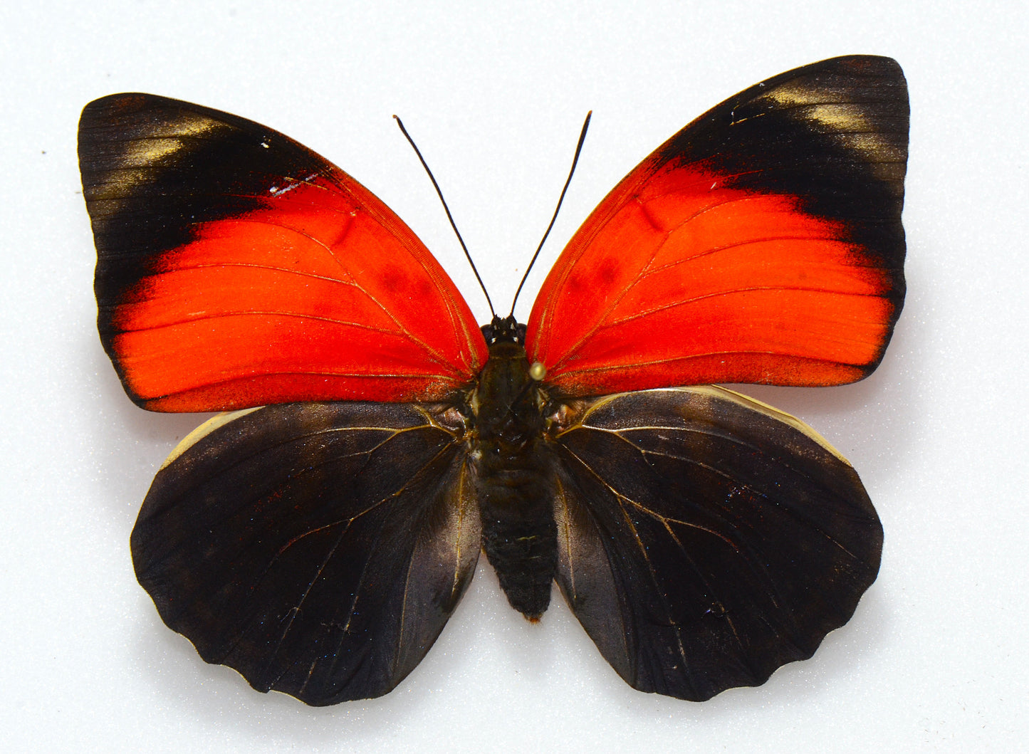 Agrias claudina lugens