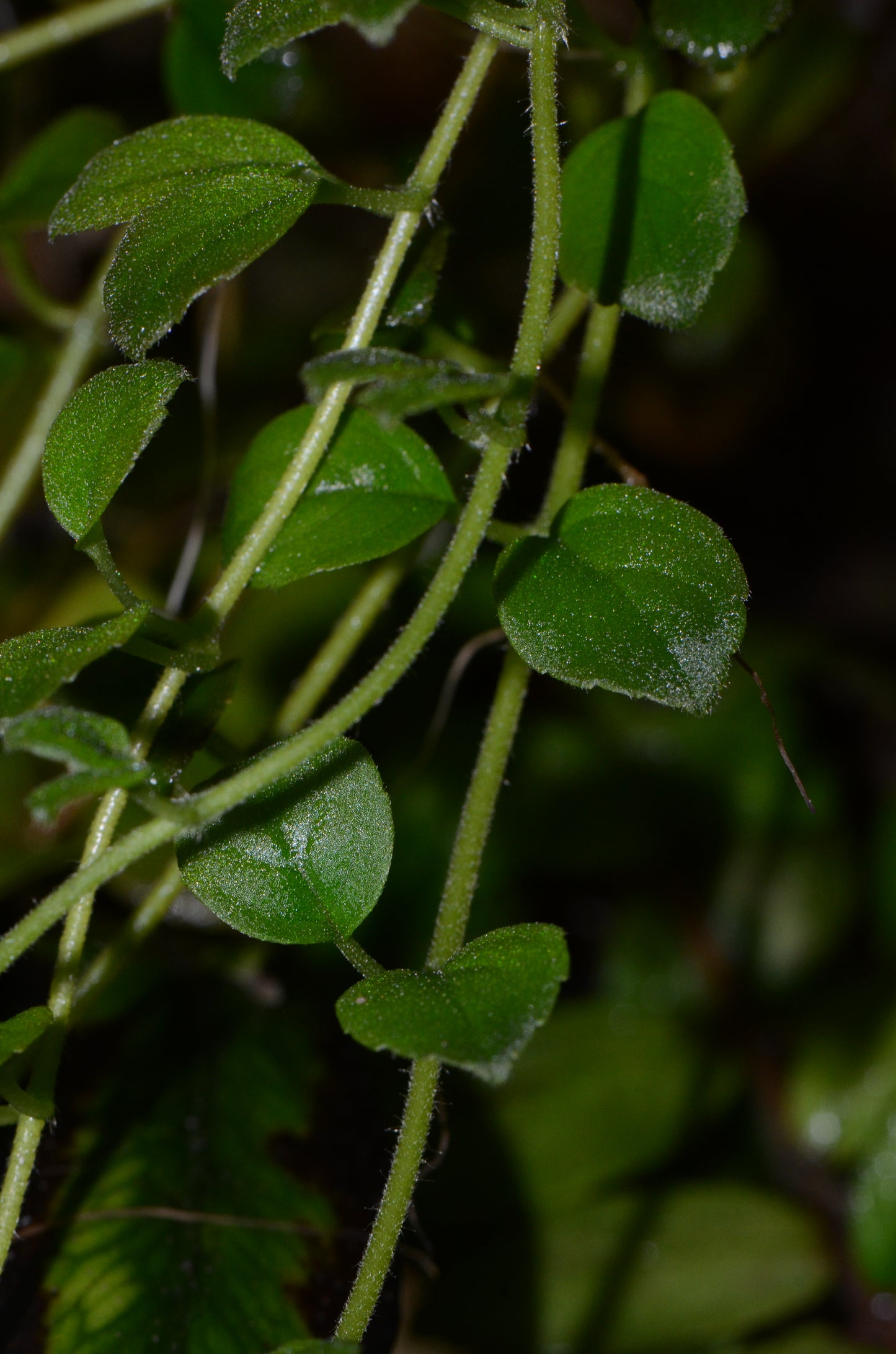 Neomortonia sp. "Ecuador Small" (Possibly N. rosea)