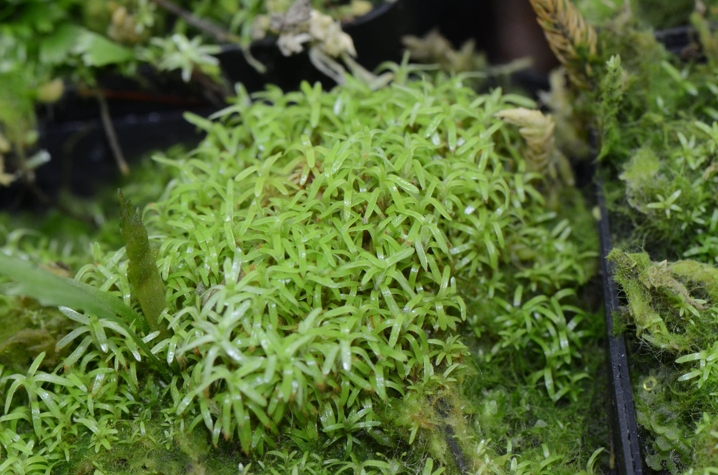 Octoblepharum sp. Moss