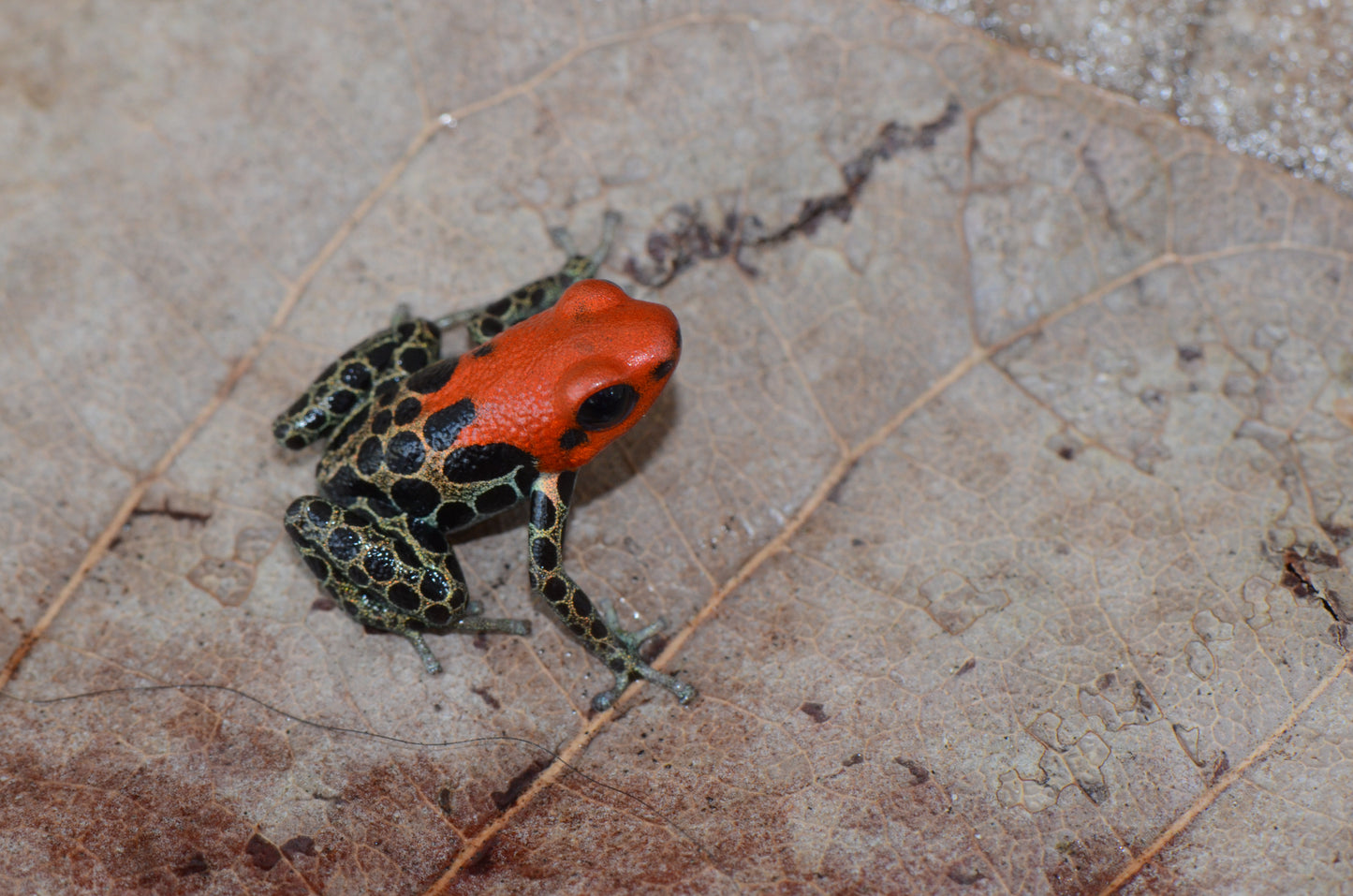 Ranitomeya reticulata "Oroza"