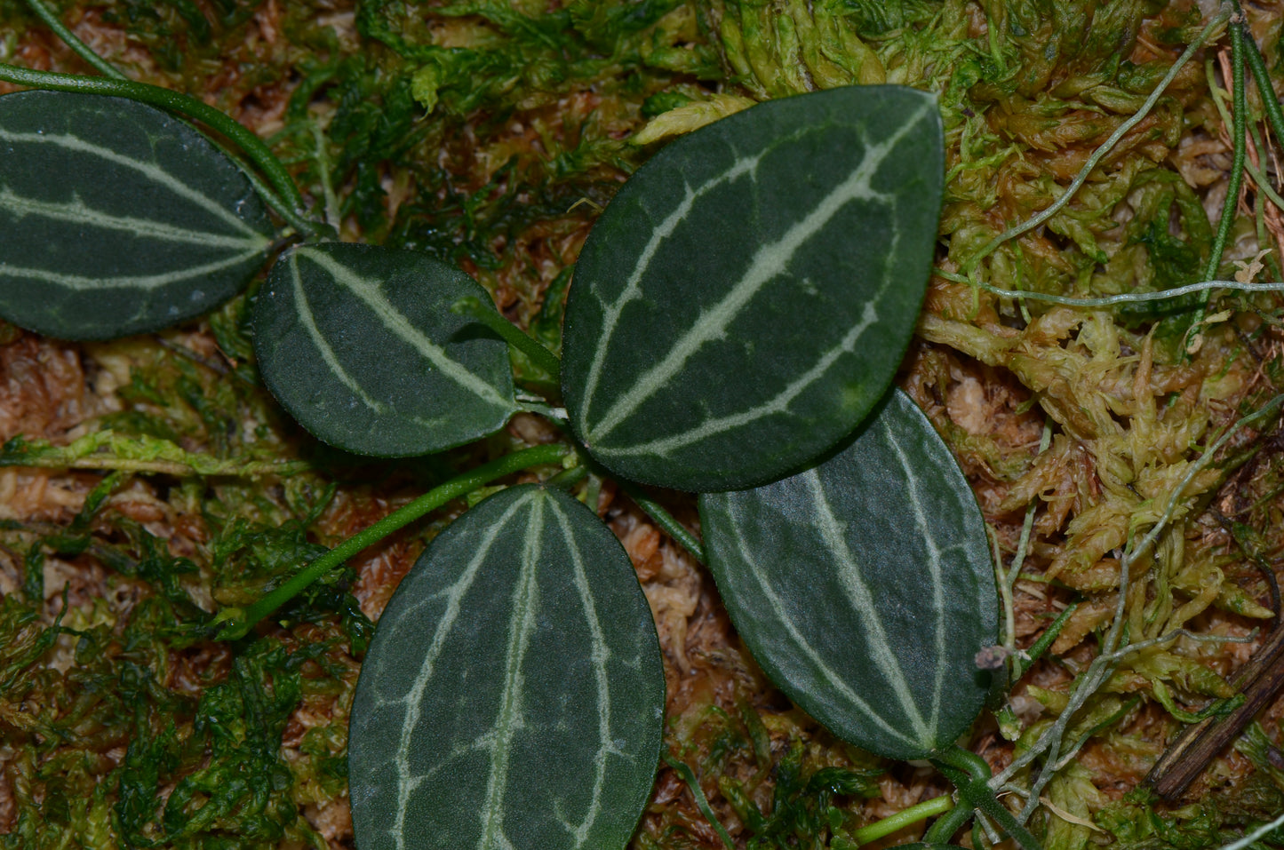Dischidia ovata