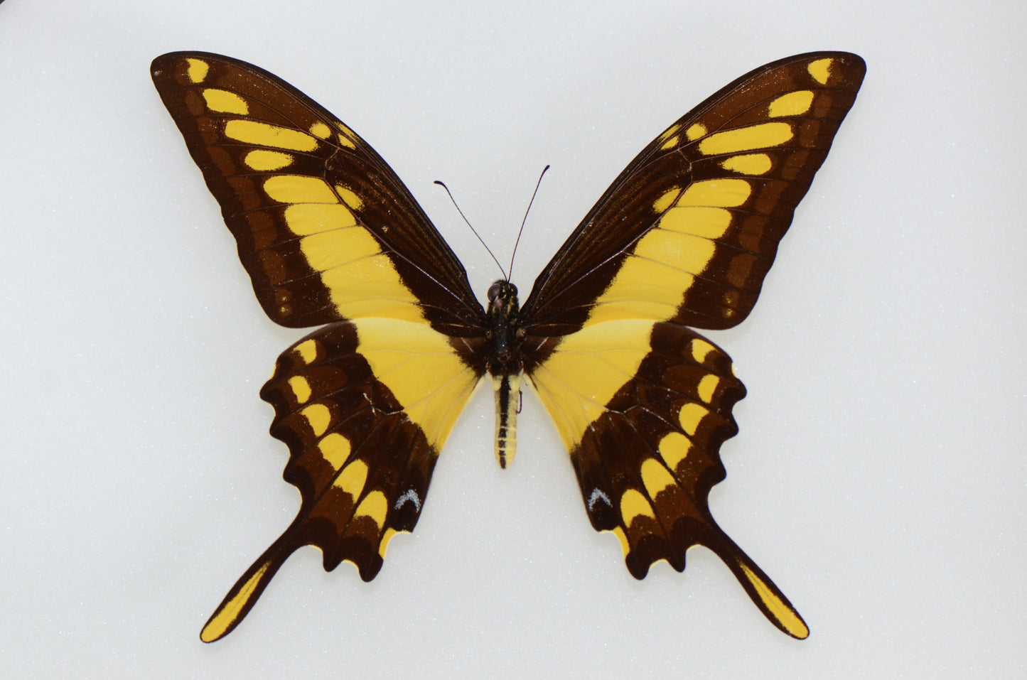Papilio thoas