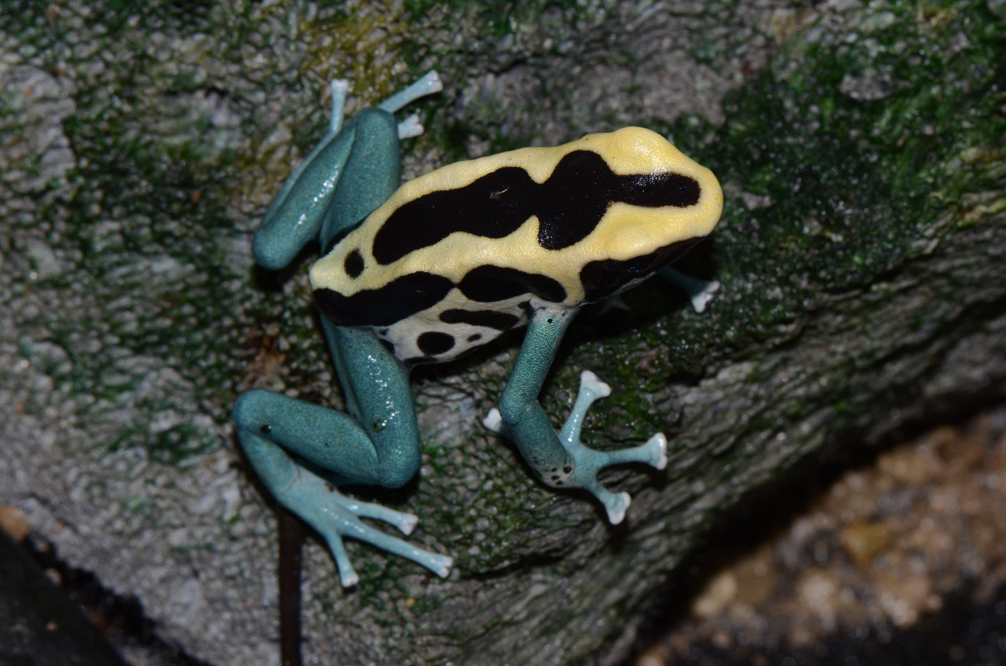 Dendrobates tinctorius "Patricia"