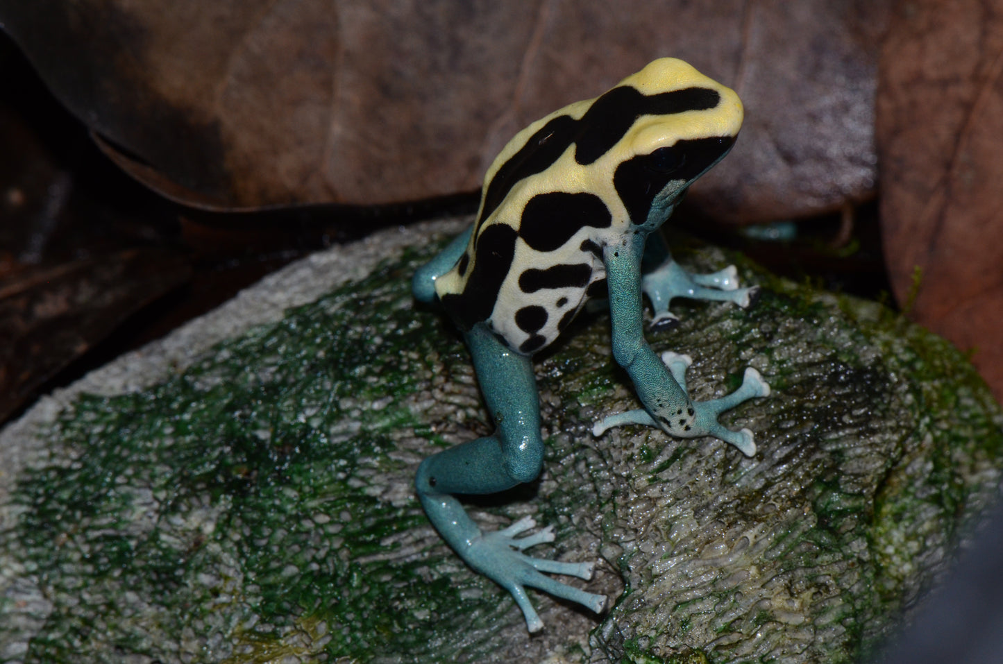 Dendrobates tinctorius "Patricia"