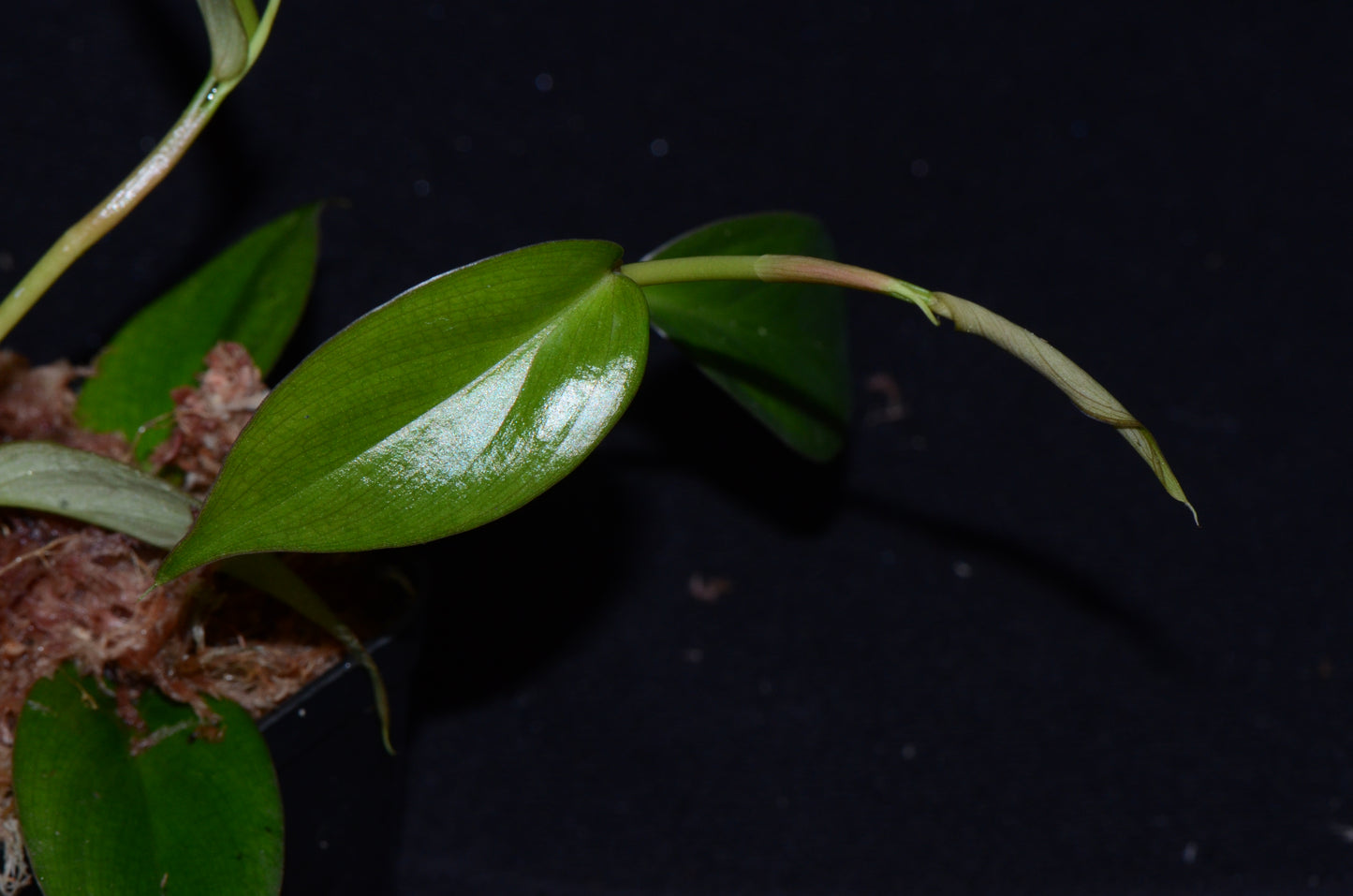 Philodendron sp. Peach