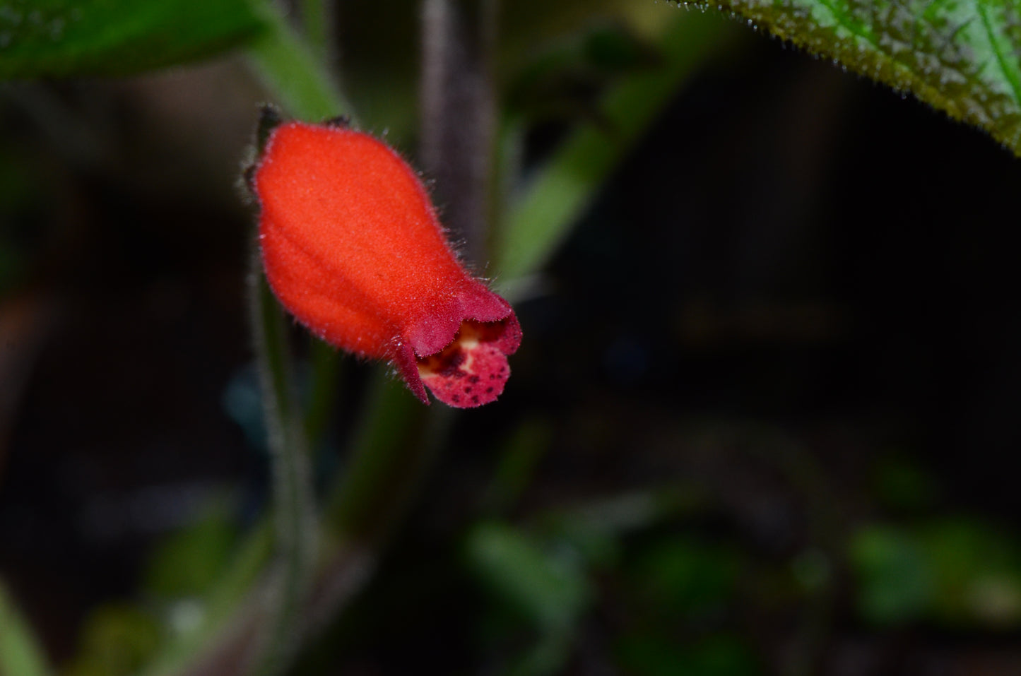 Pearcea aff. sprucei "Type 1"