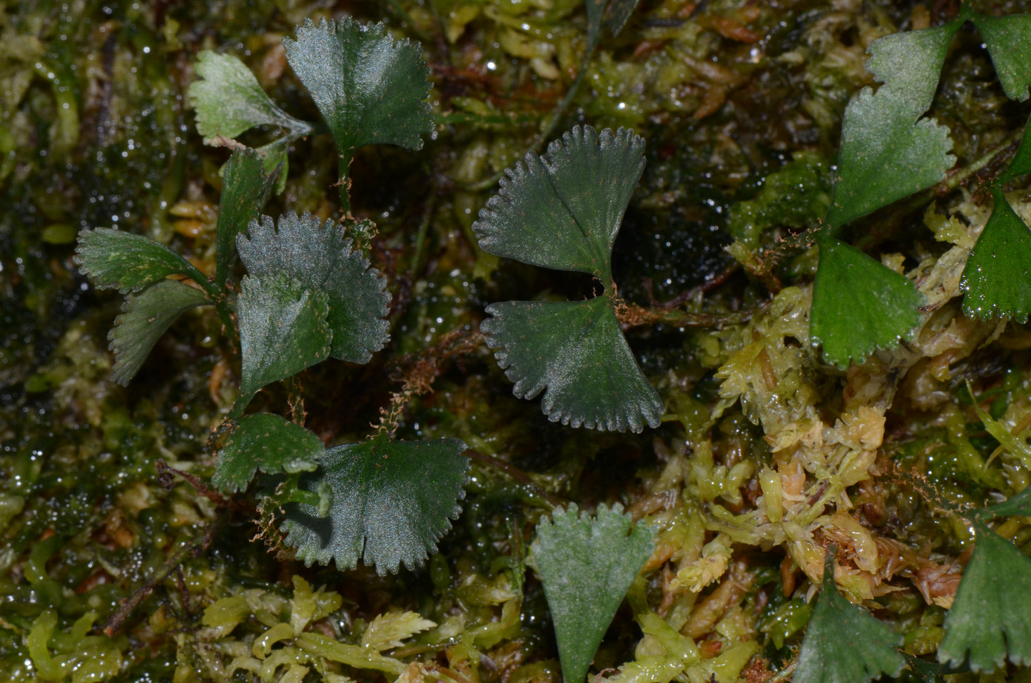 Elaphoglossum peltatum "Rincon Dulce"