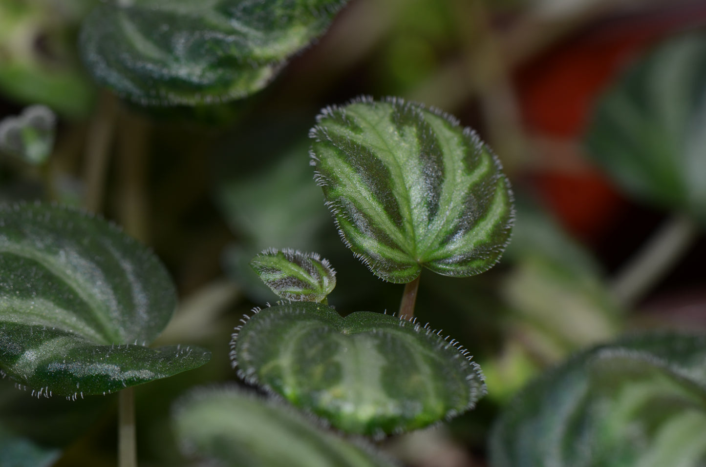 Peperomia aff. antoniana "Watermelon"
