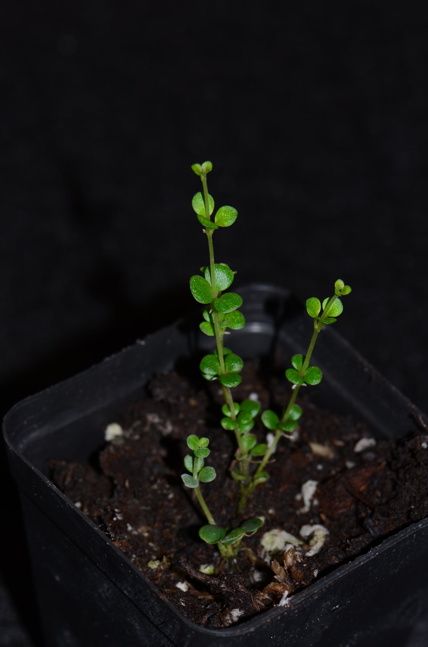 Peperomia aff. inaequalifolia