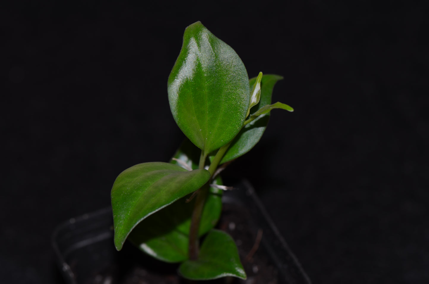 Peperomia sp. "Sauce"