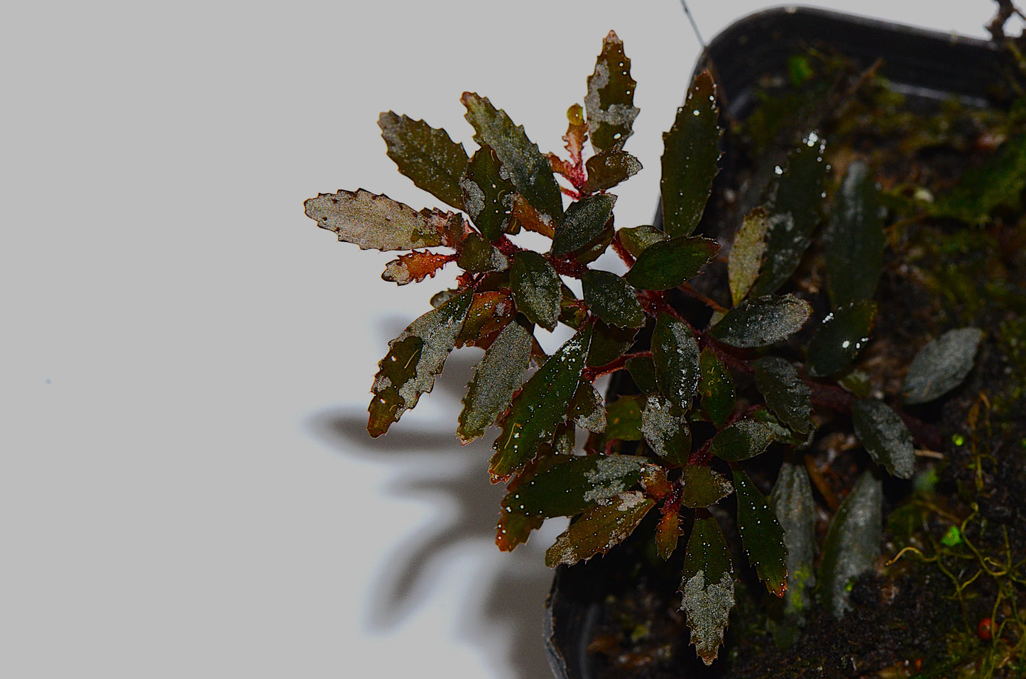 Triolena pilloselloides.