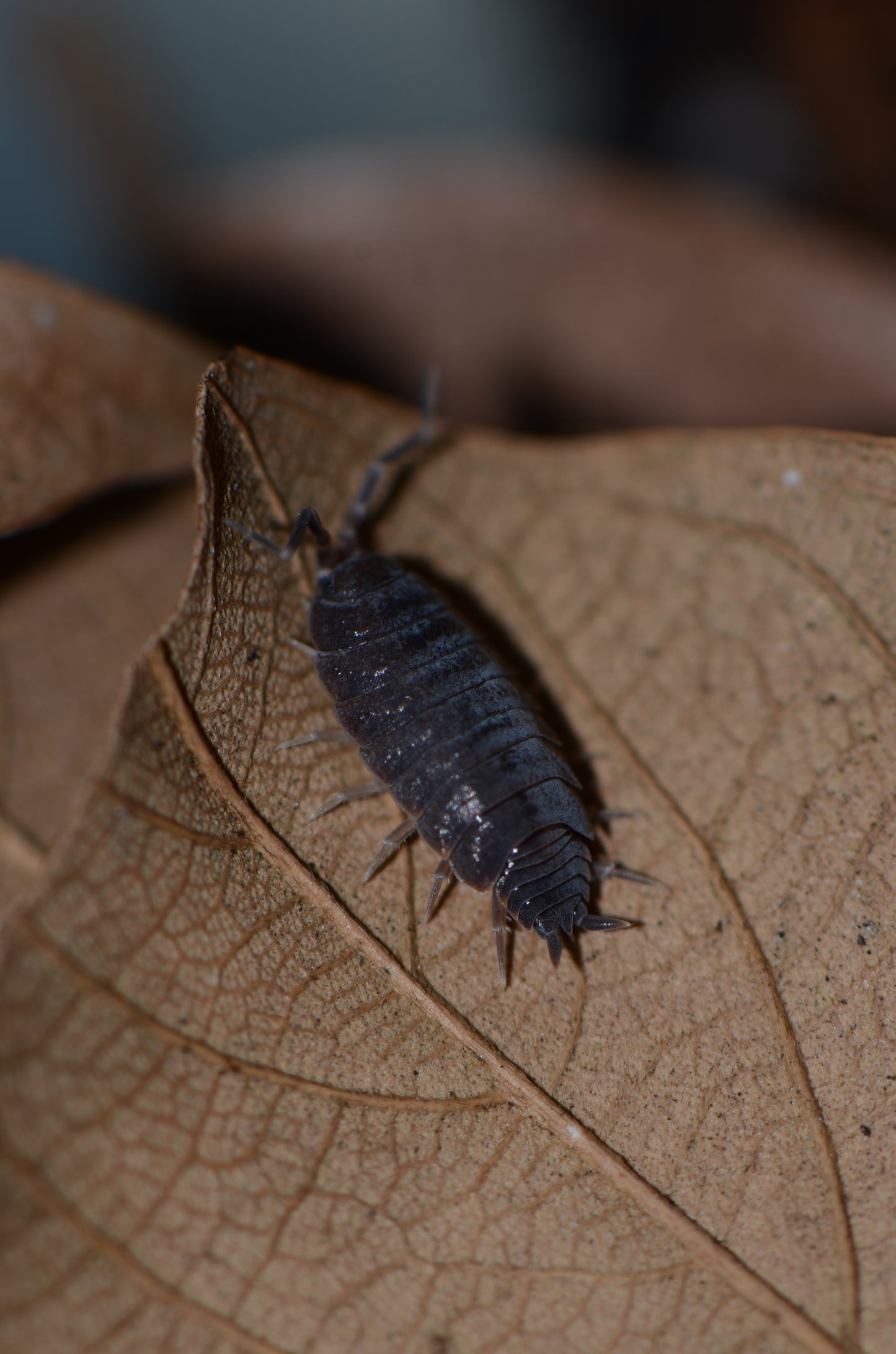 Porcellionoides pruinosus - Powder Blue (Starter Colony of 15 -20)