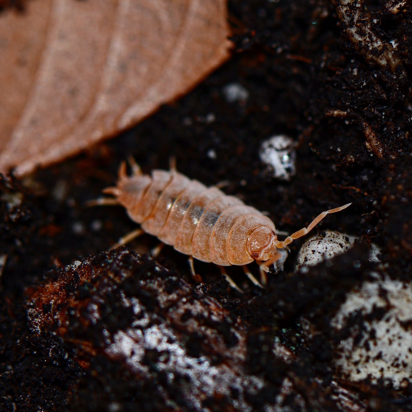 Porcellionoides pruinosus - Powder Orange (Starter Colony of 15-20)