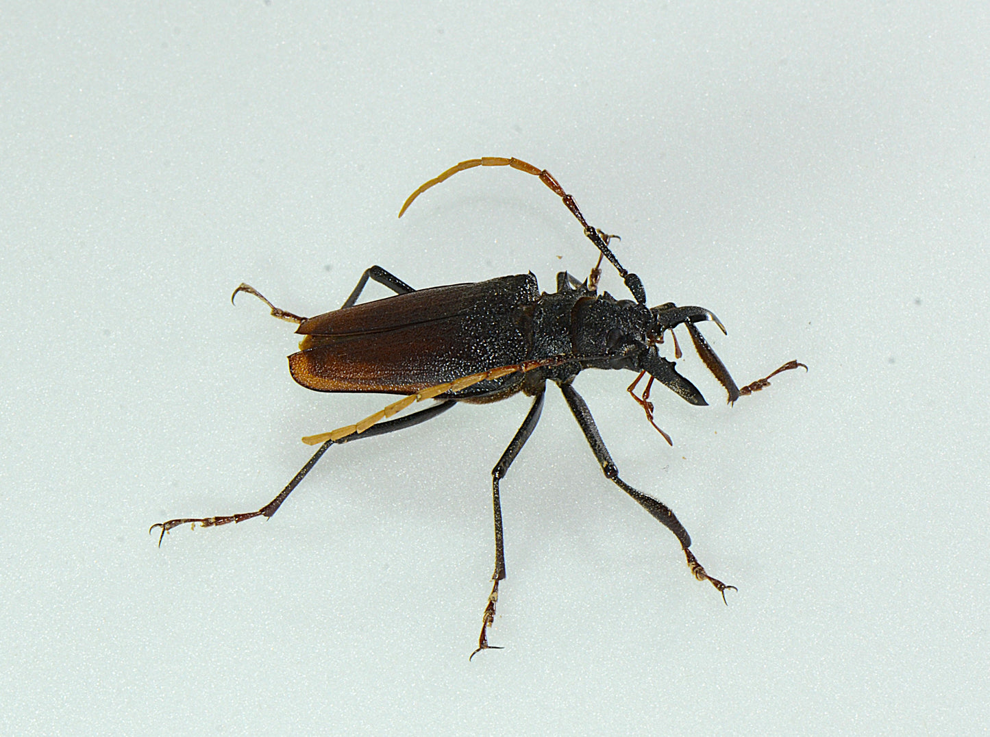 Psalidognathus vershinini