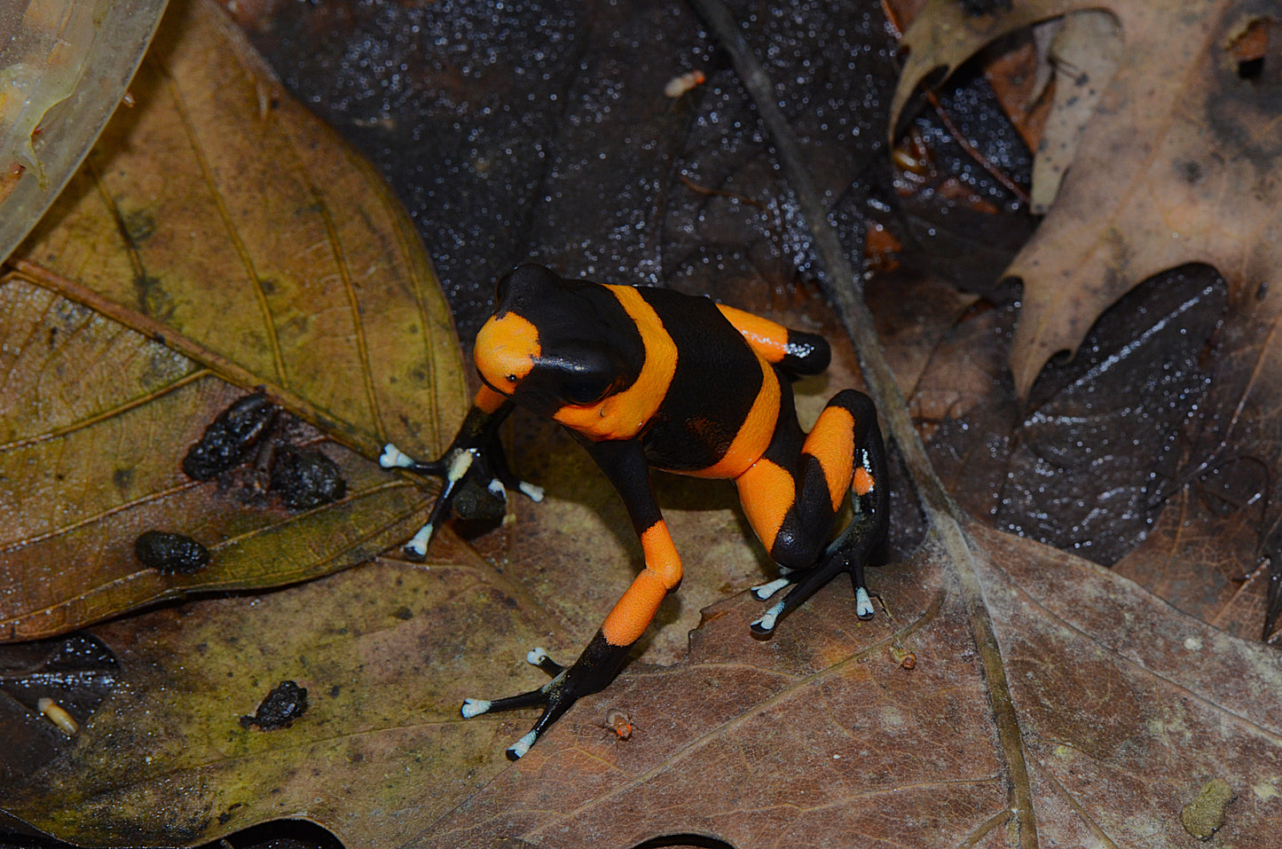 Oophaga lehmanni "Red"