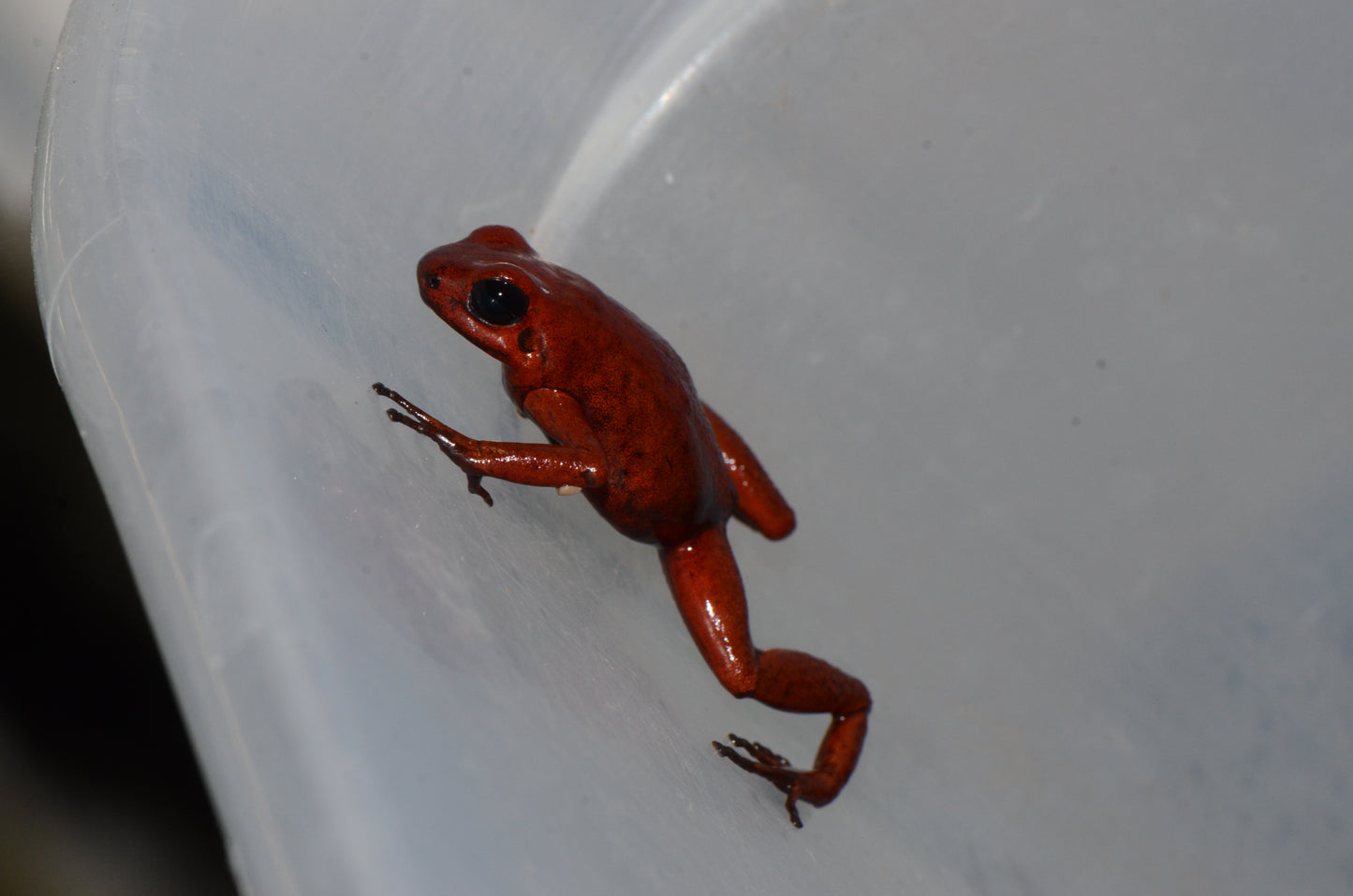 Oophaga pumilio "Rufous Ridge"