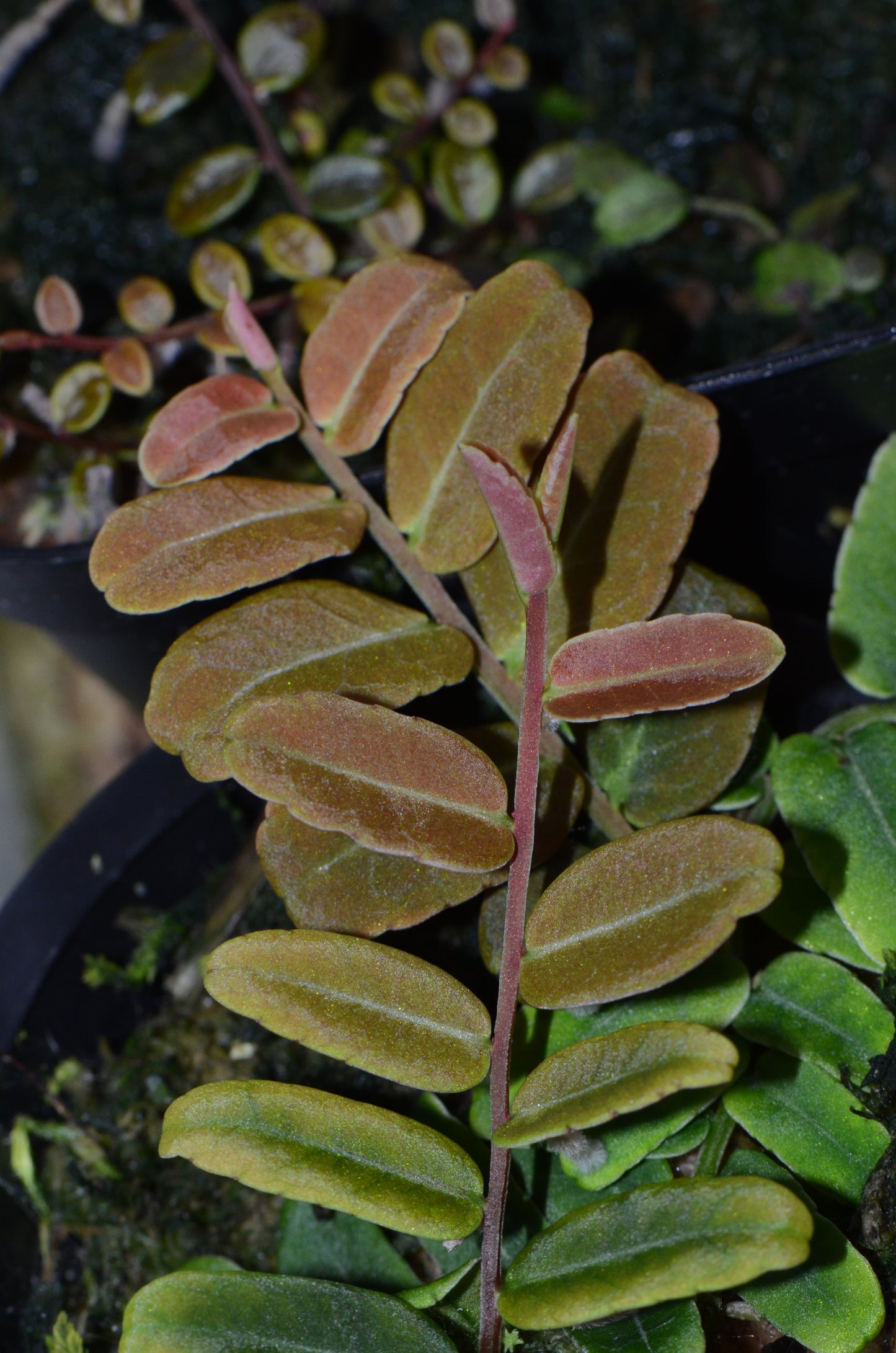 Marcgravia sp "Salmon"