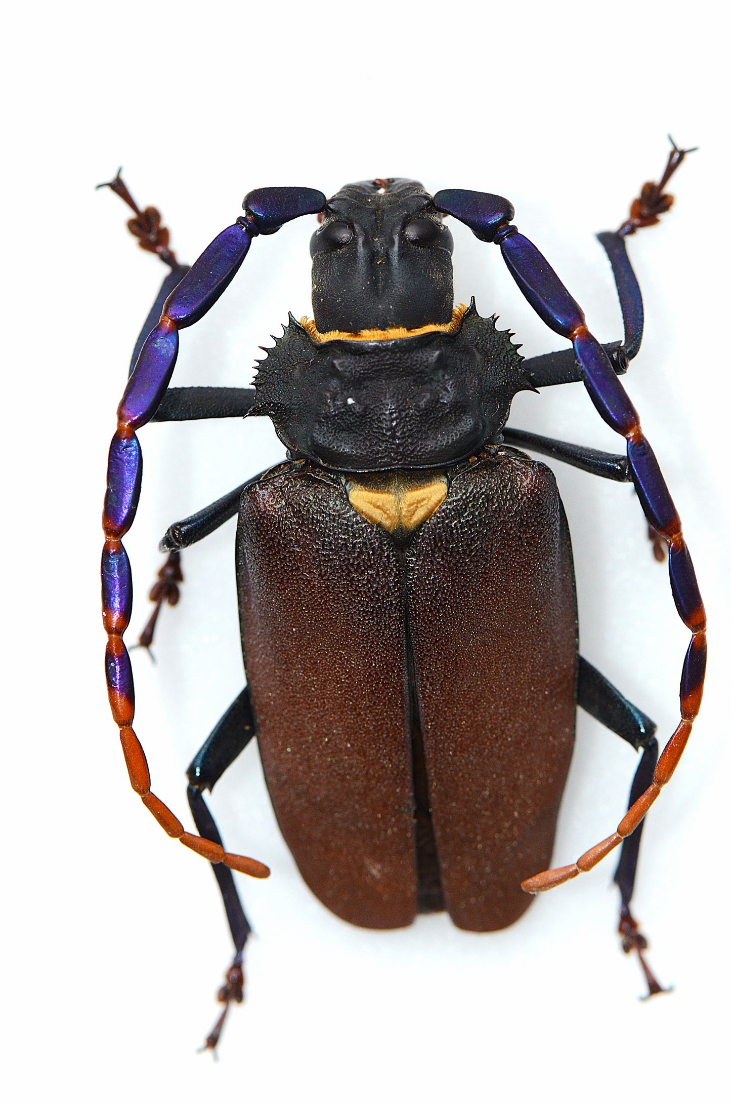 Mallaspis scutellaris