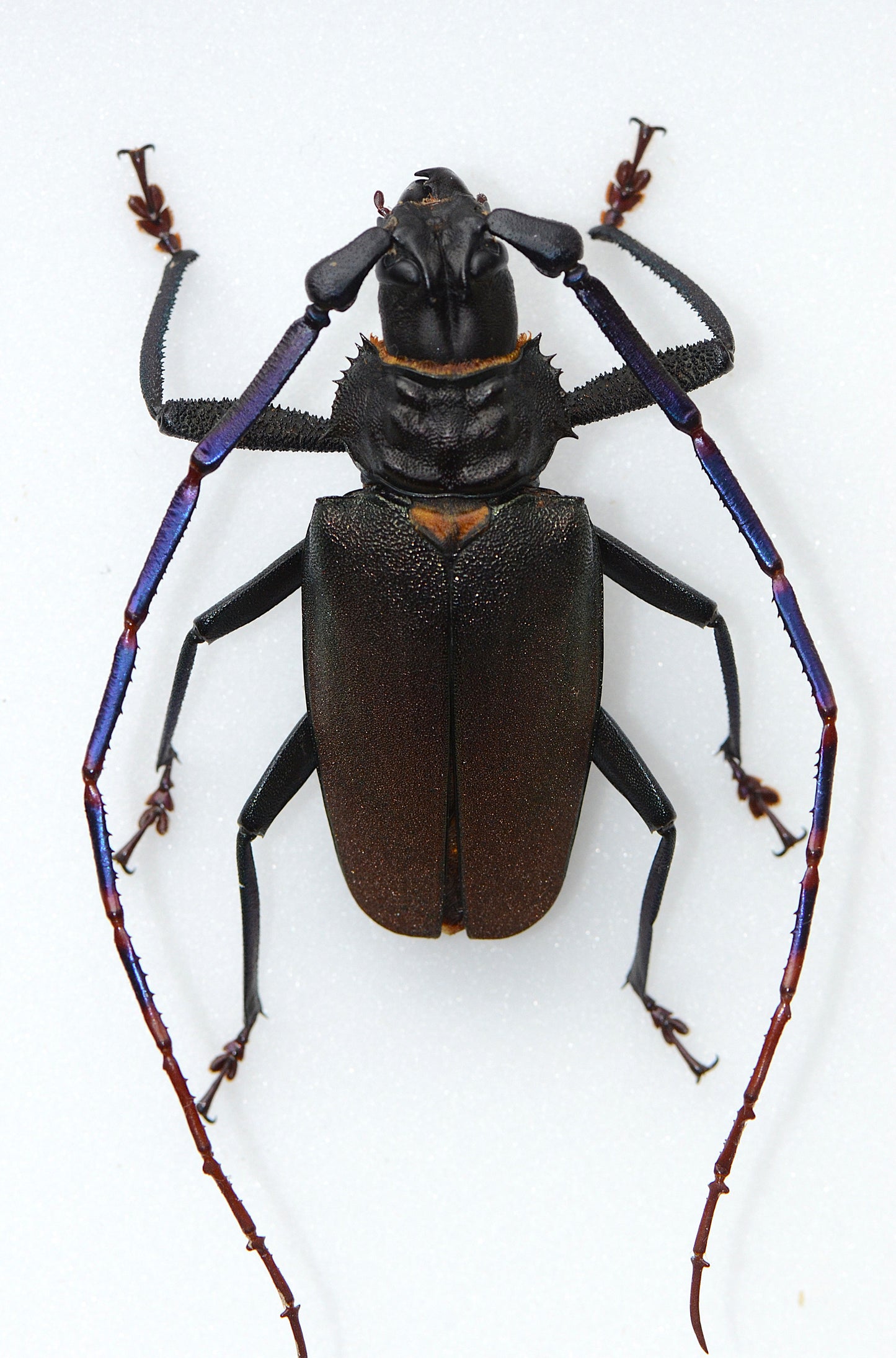 Mallaspis scutellaris
