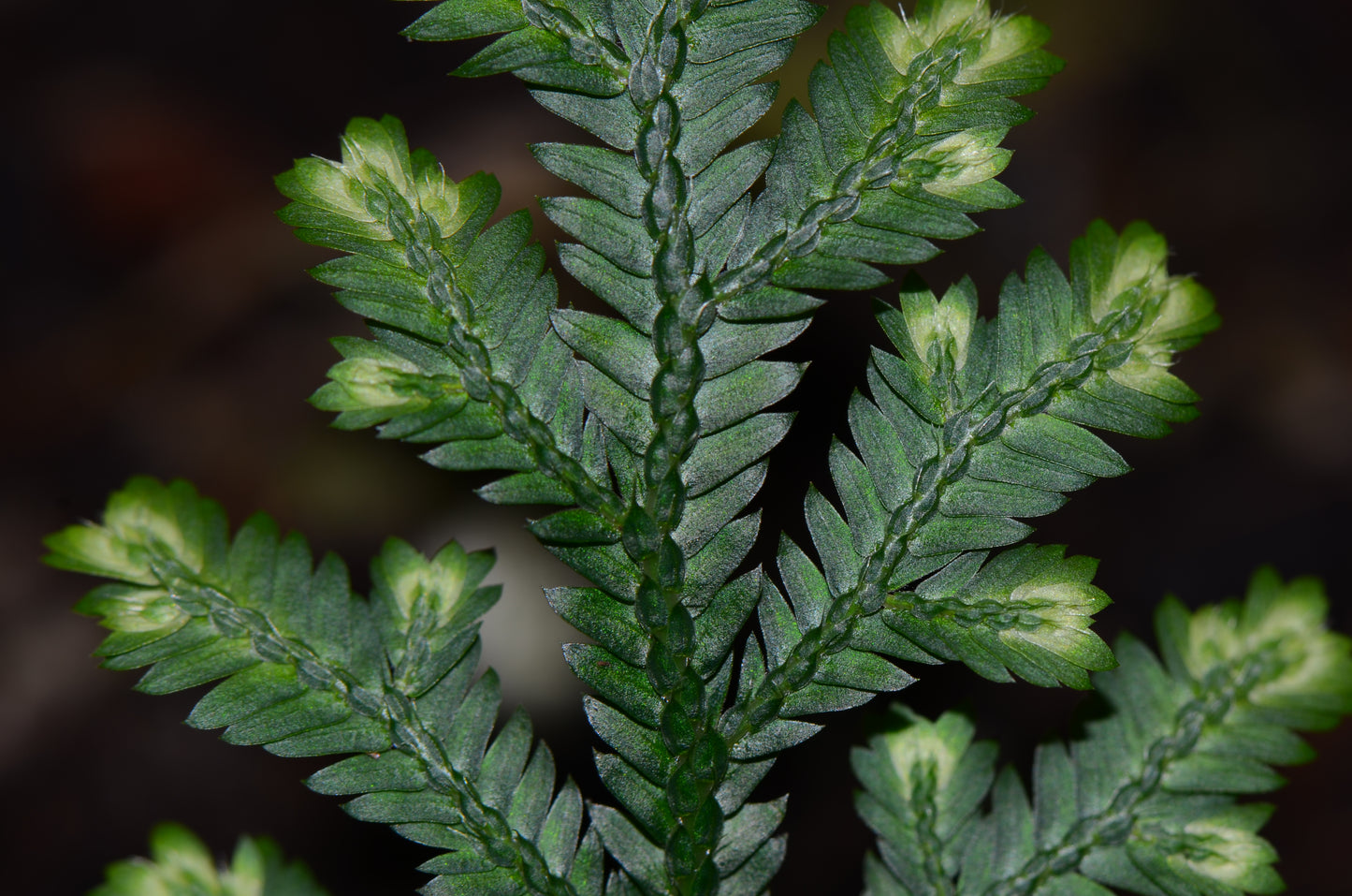 Selaginella sp "Naranjos"