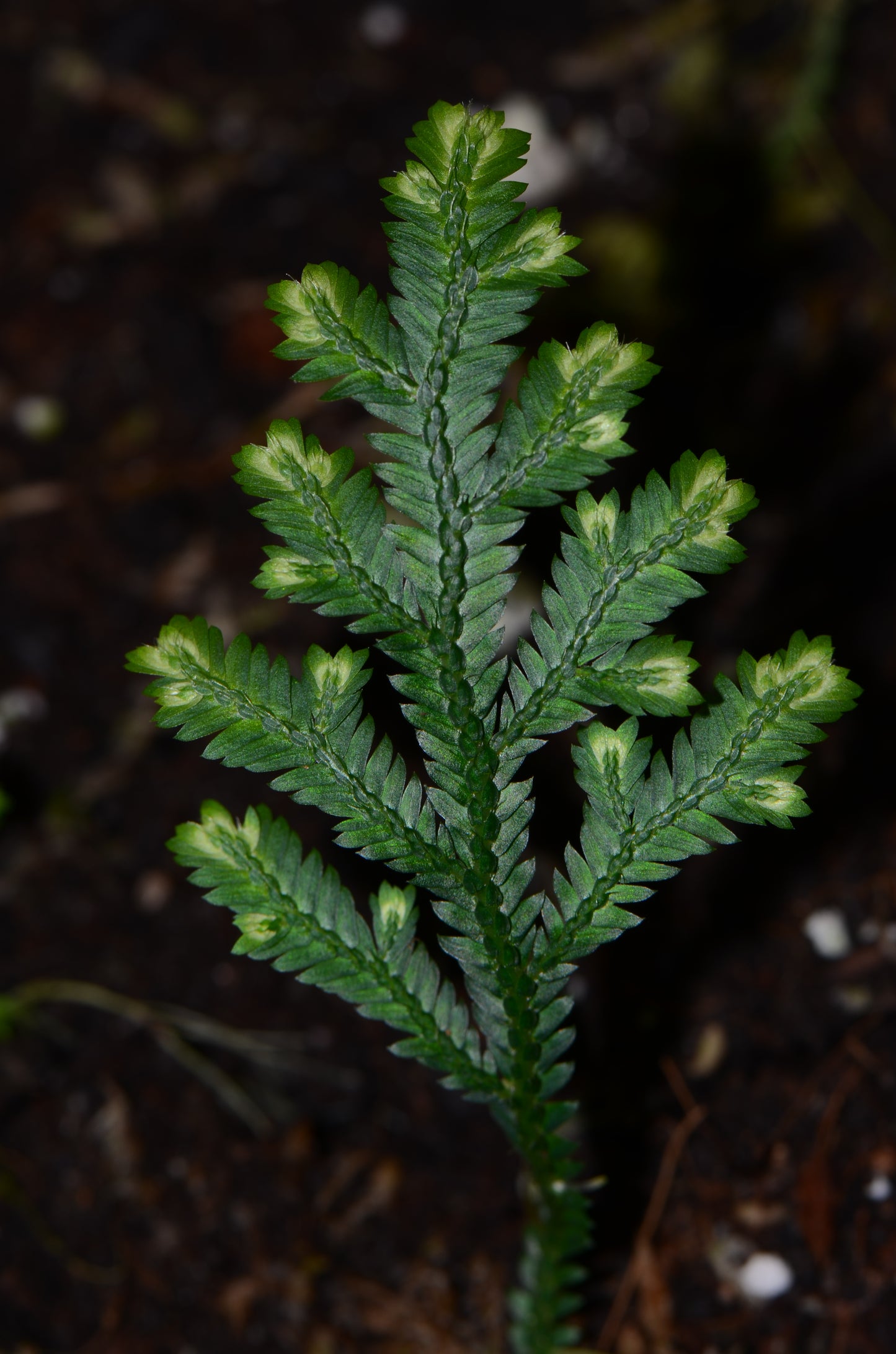 Selaginella sp "Naranjos"