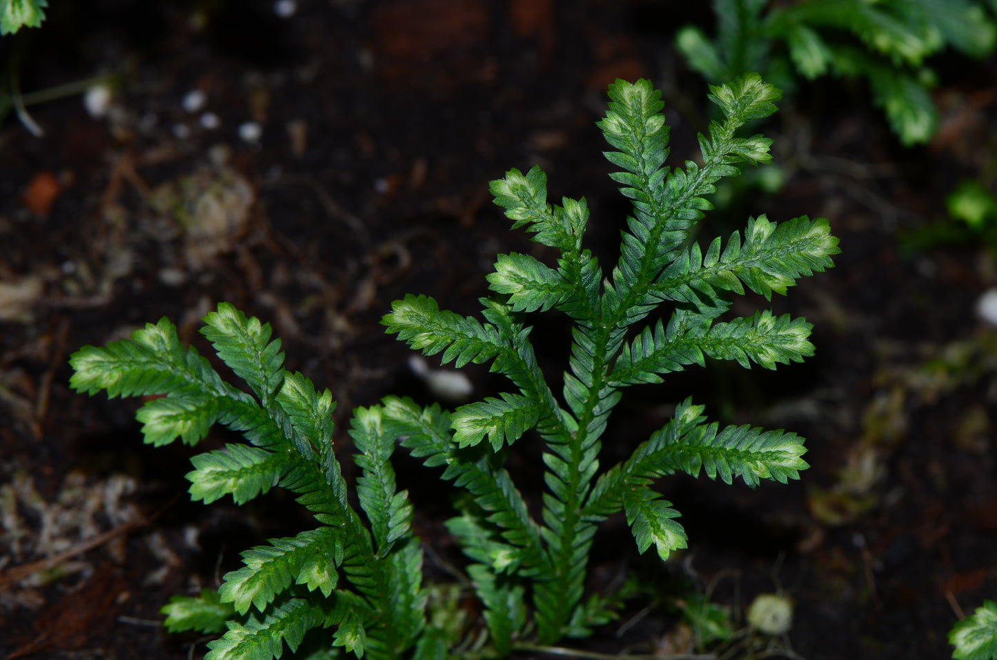 Selaginella sp "Naranjos"