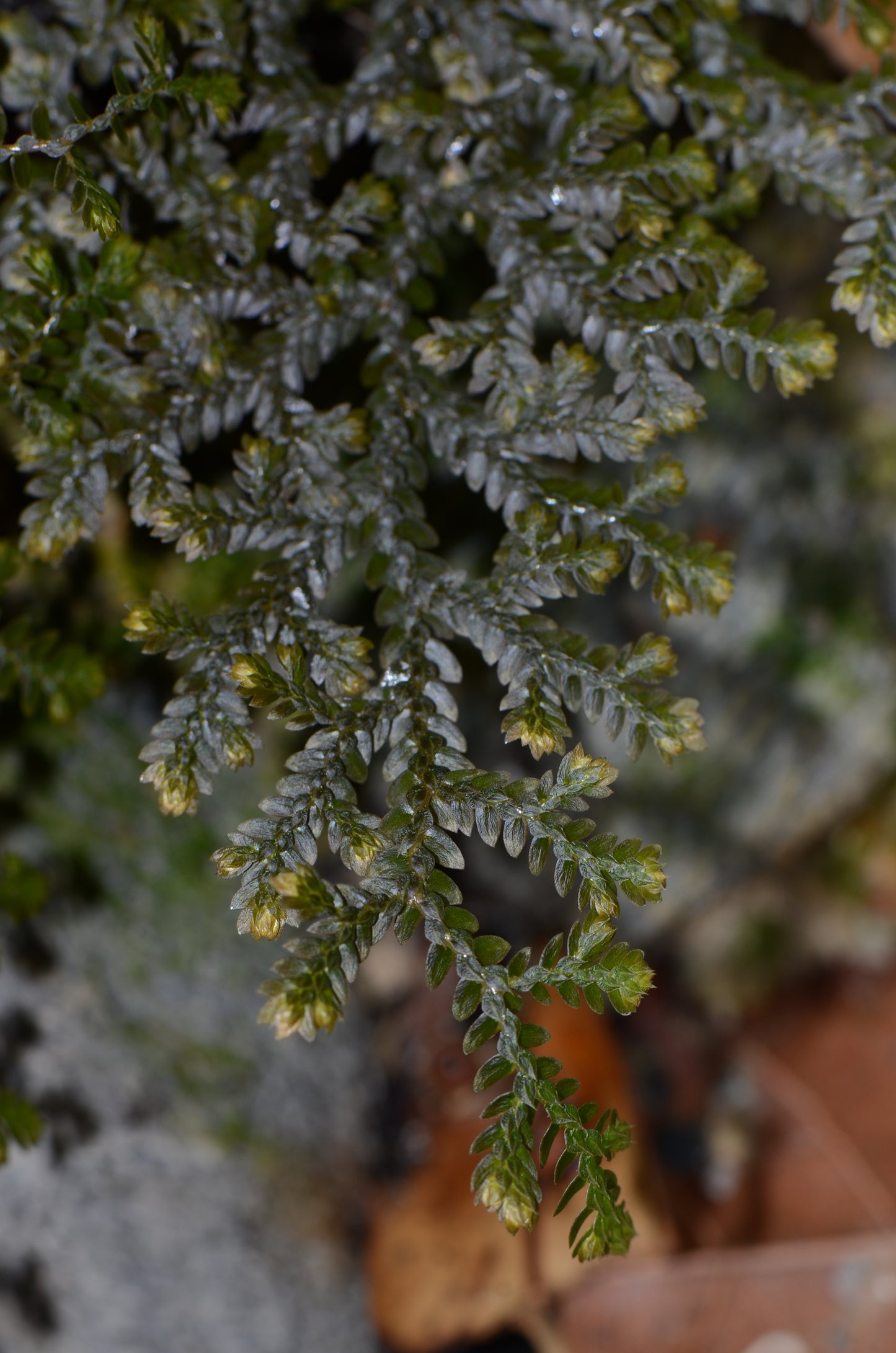 Selaginella sp. "Pachitea Dark"