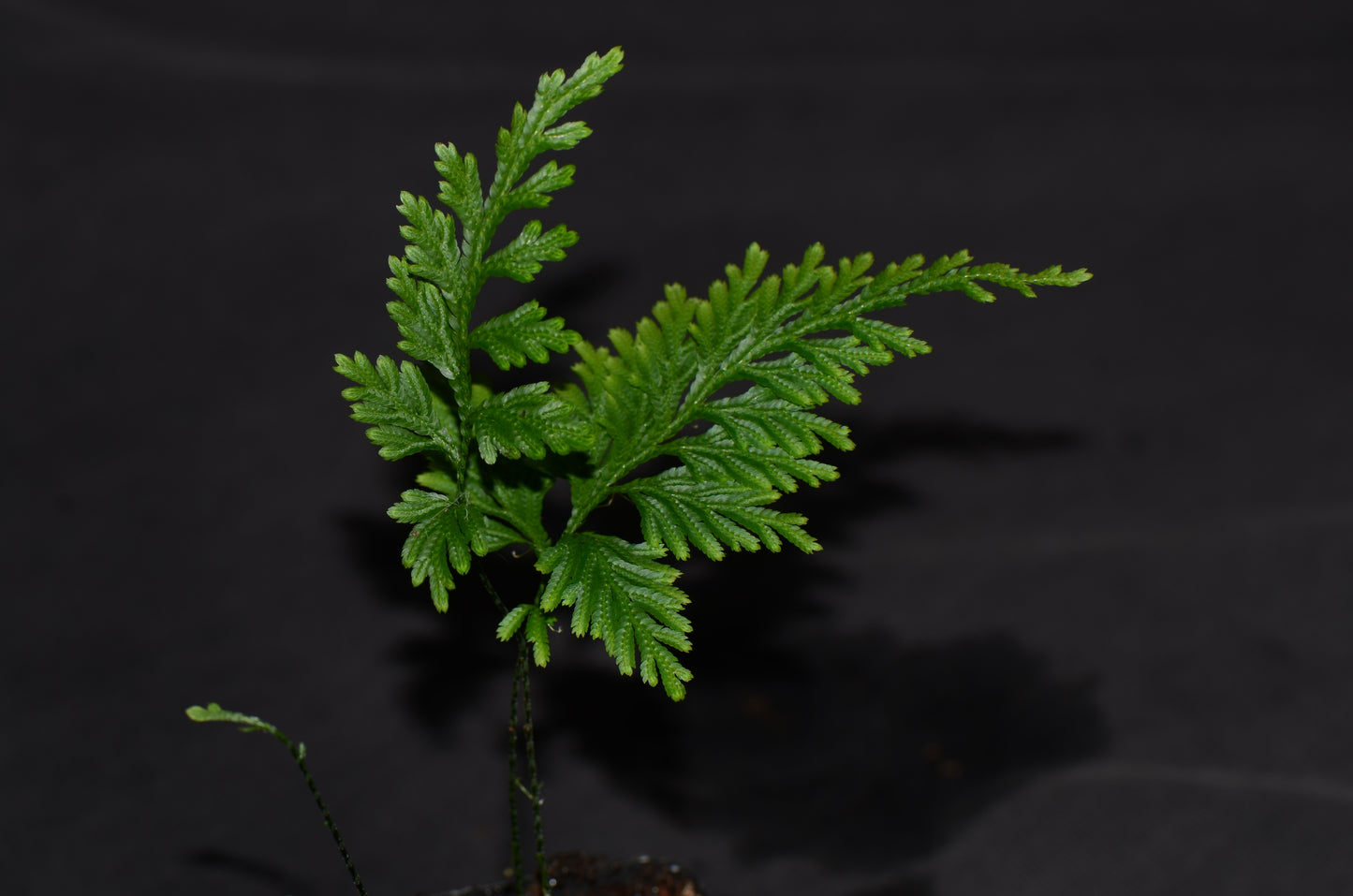 Selaginella sp. "Escallera"