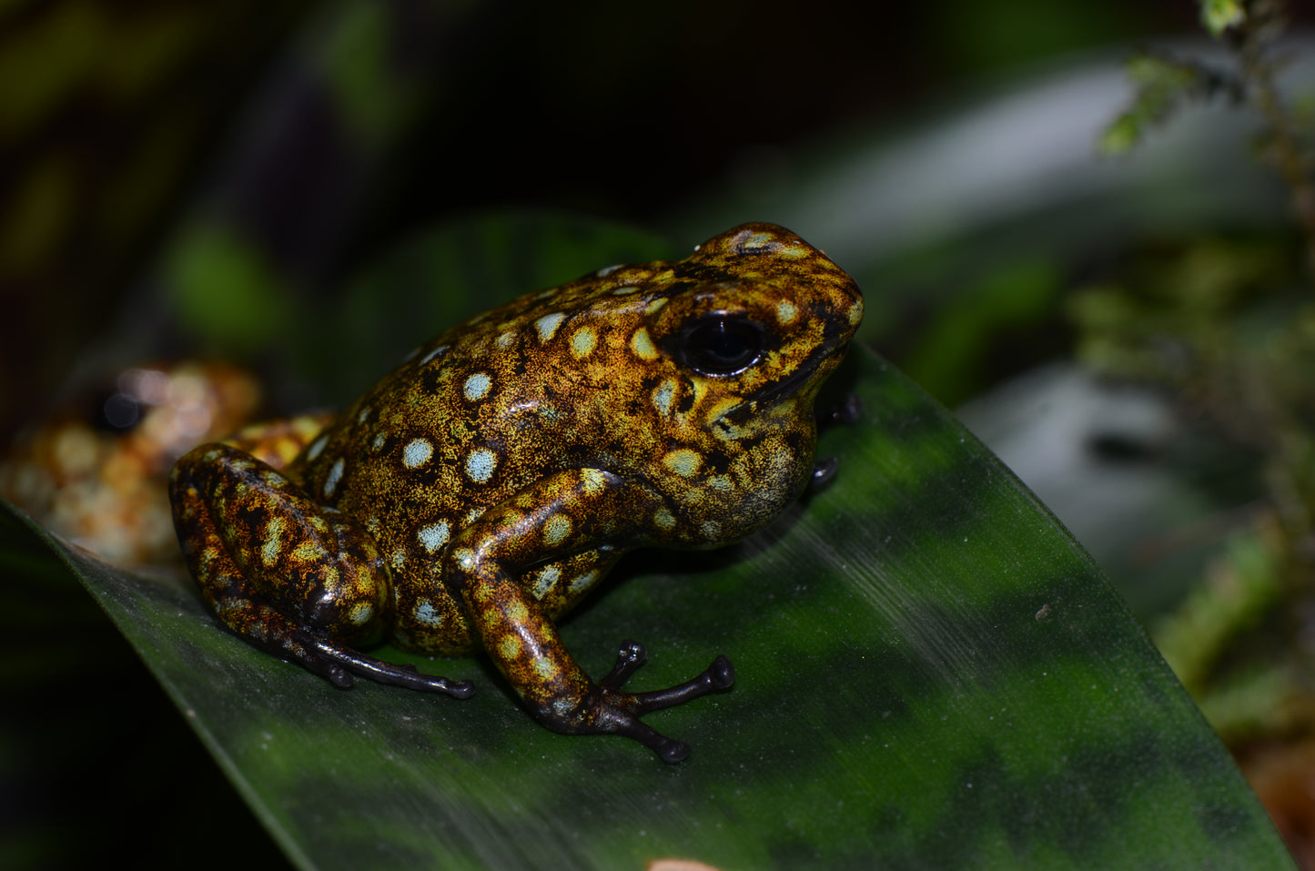 Oophaga sylvatica "Situwa"