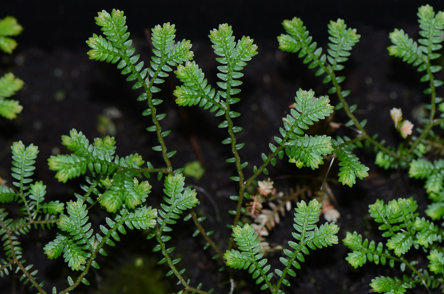 Selaginella sp. Madagascar