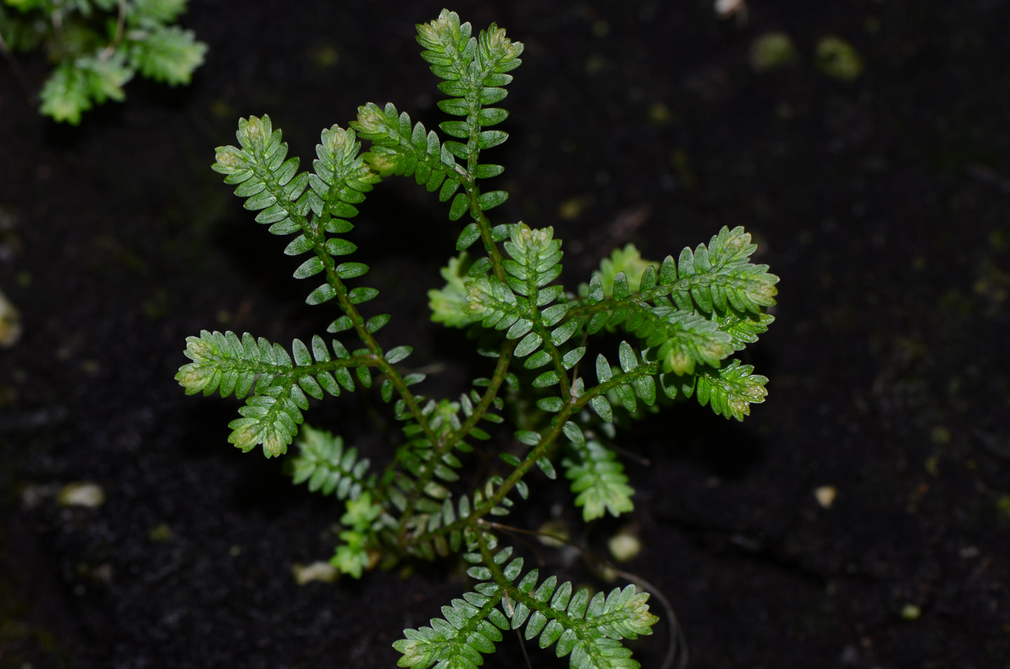 Selaginella sp. Madagascar