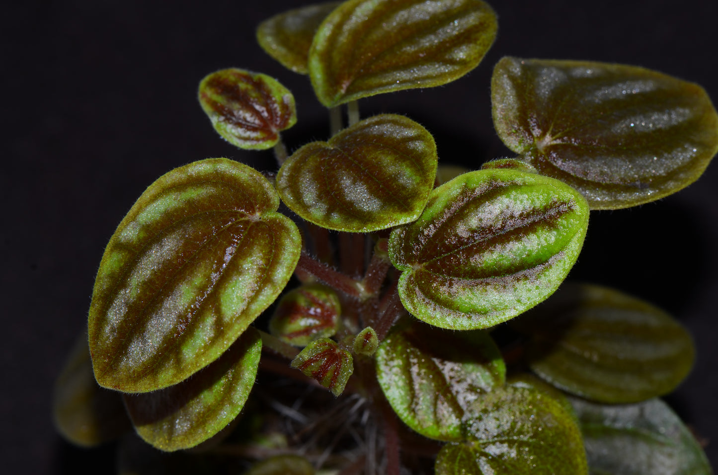 Peperomia sp. "Colombia"