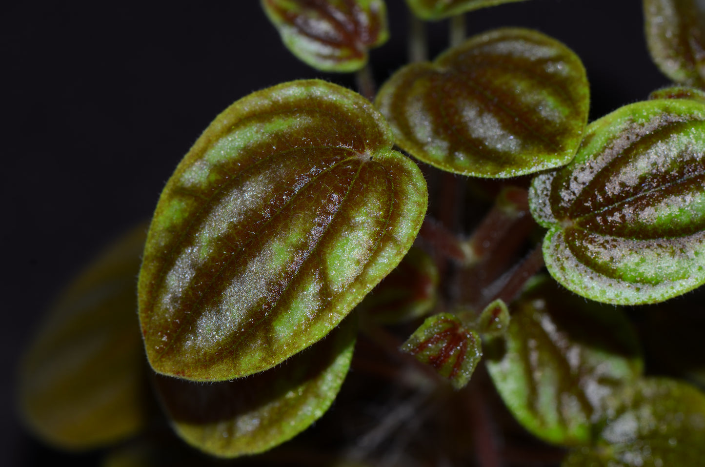 Peperomia sp. "Colombia"