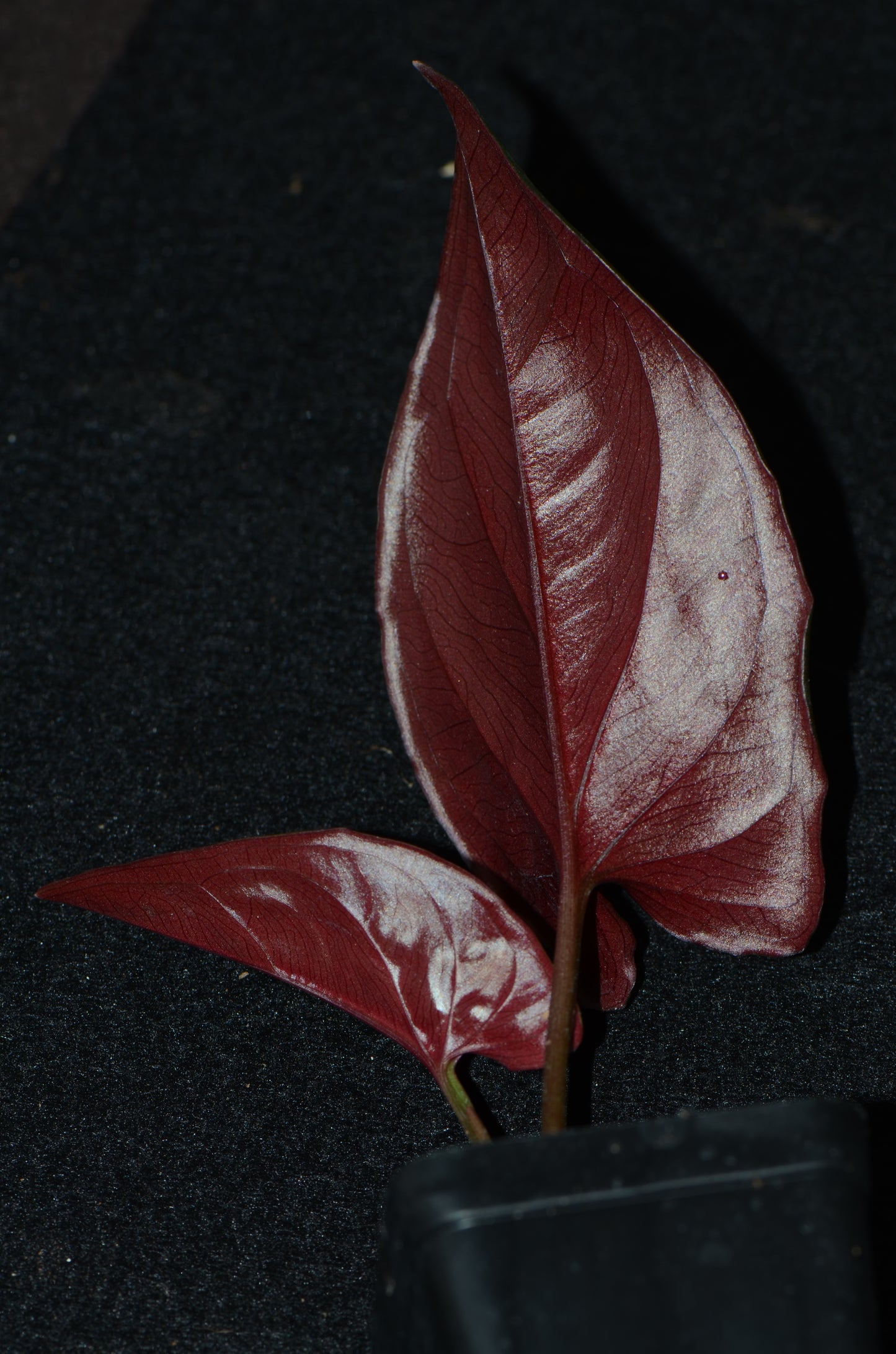 Syngonium erythrophyllum
