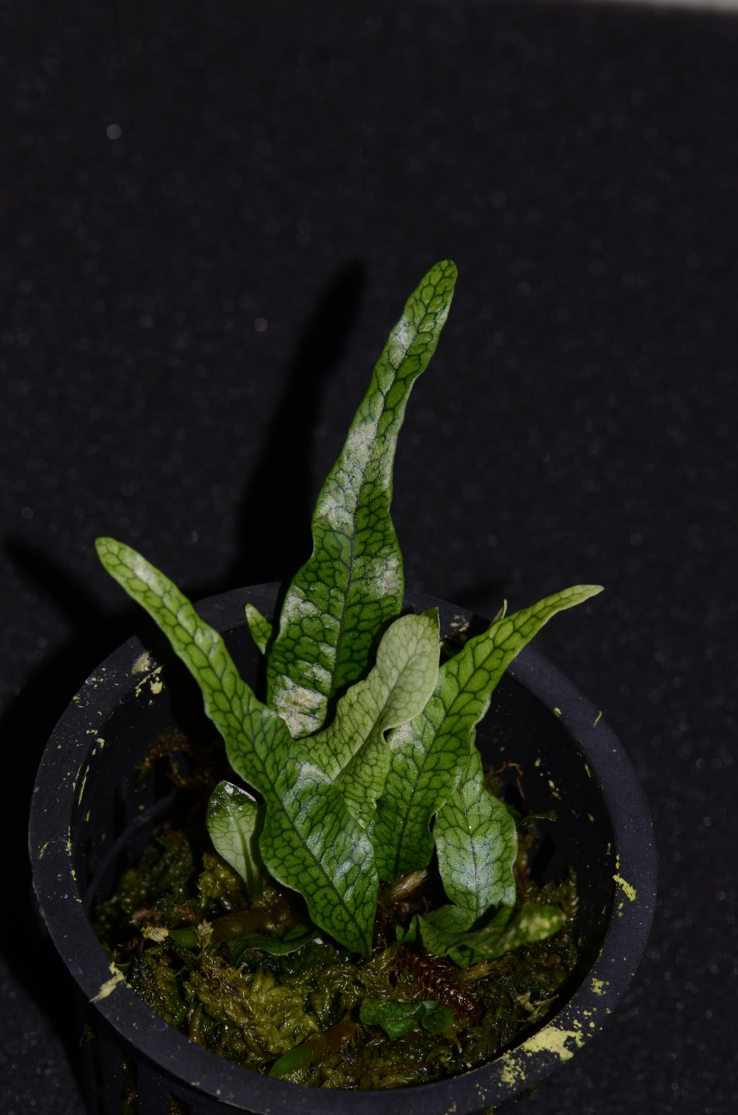 Microgramma aff. lycopodoides "Thick Rhizome"