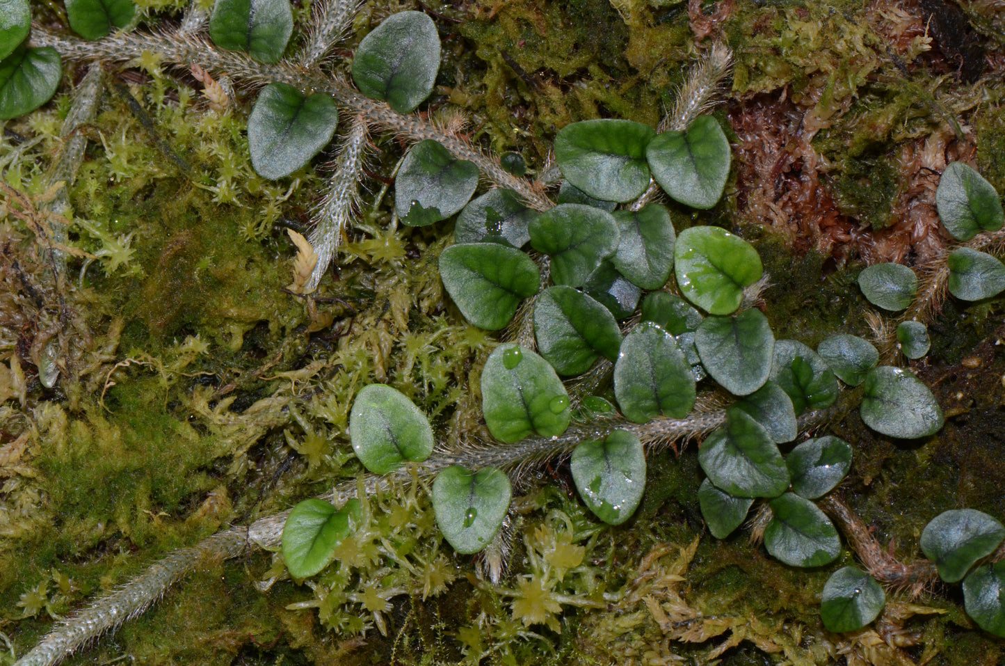 Microgramma vaccinifolia