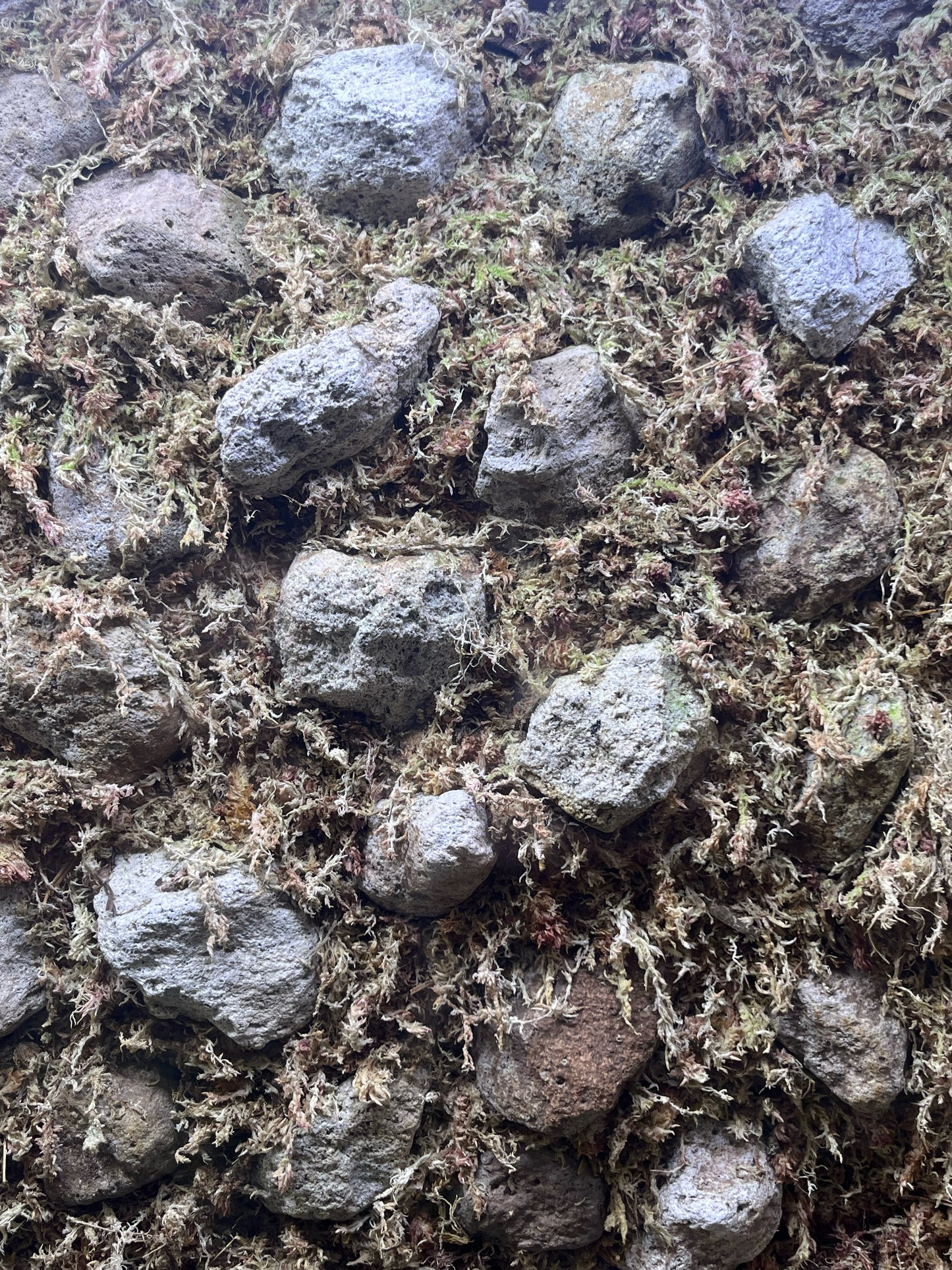 Peruvian white Pumice Rock (1 pound)