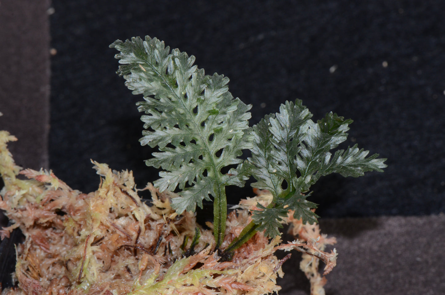 Trichomanes sp. "Arena Blanca"