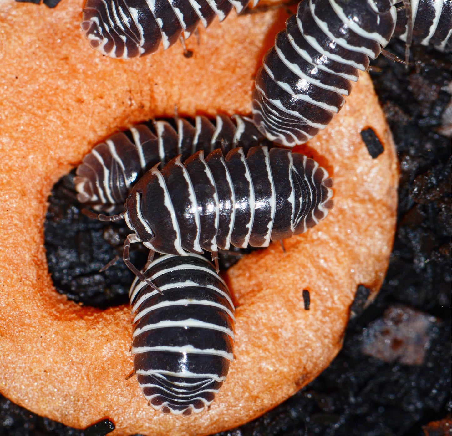 Armadillidium maculatum - Zebra - (Starter Colony of 10)