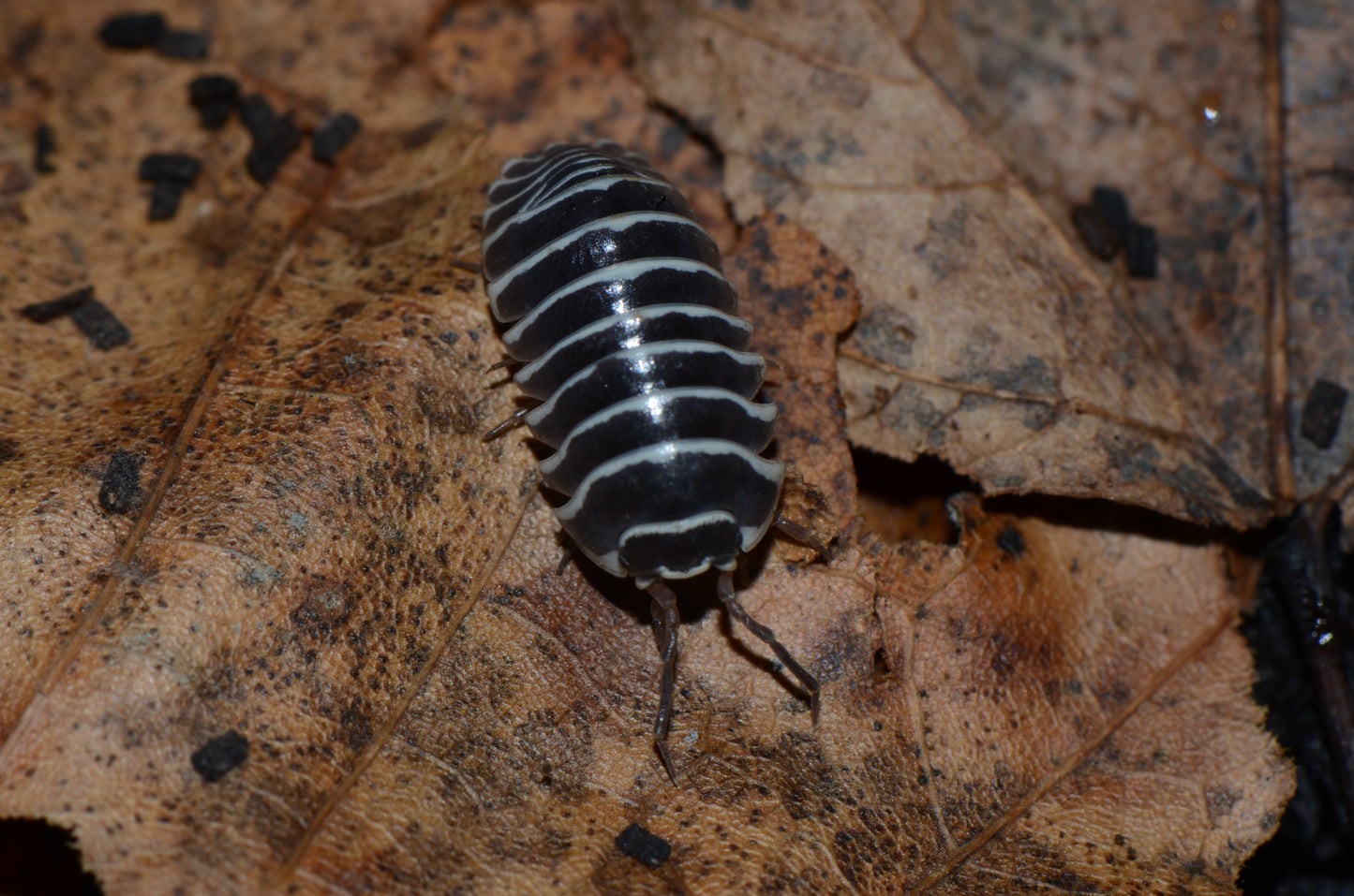 Armadillidium maculatum - Zebra - (Starter Colony of 10)