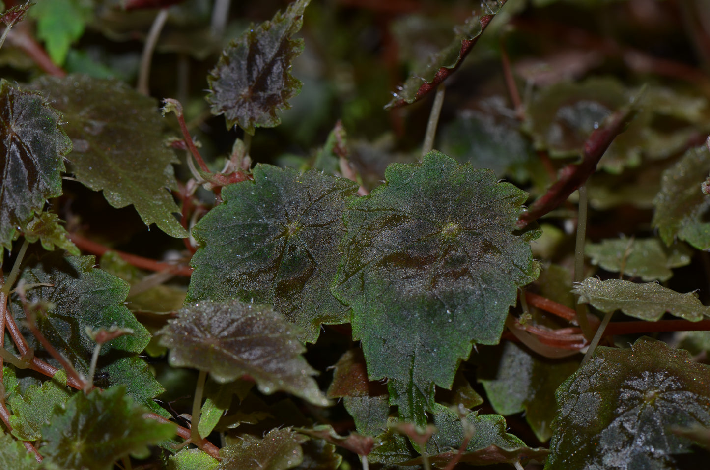 Begonia sp. "Lita"