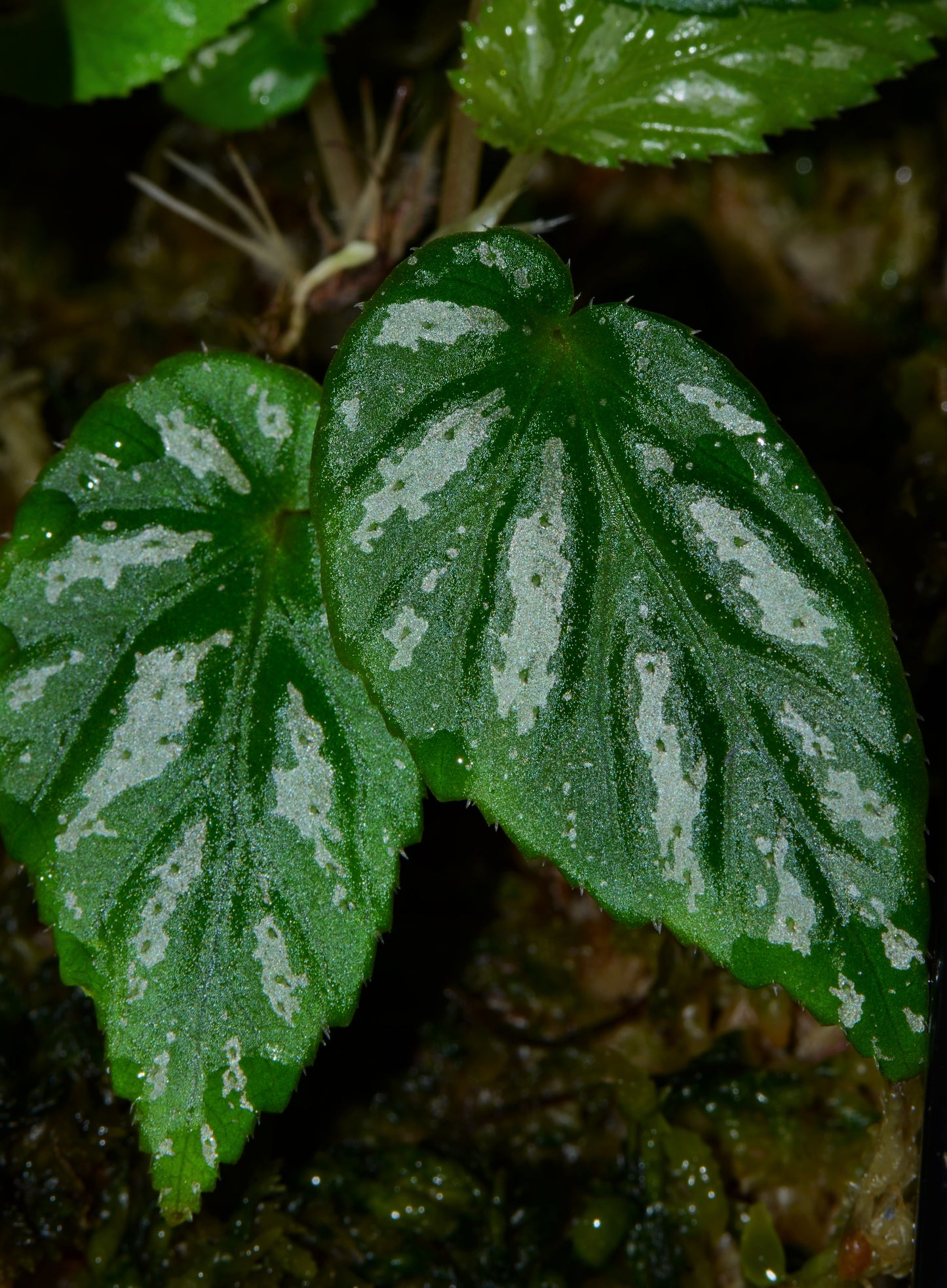 Begonia maynensis