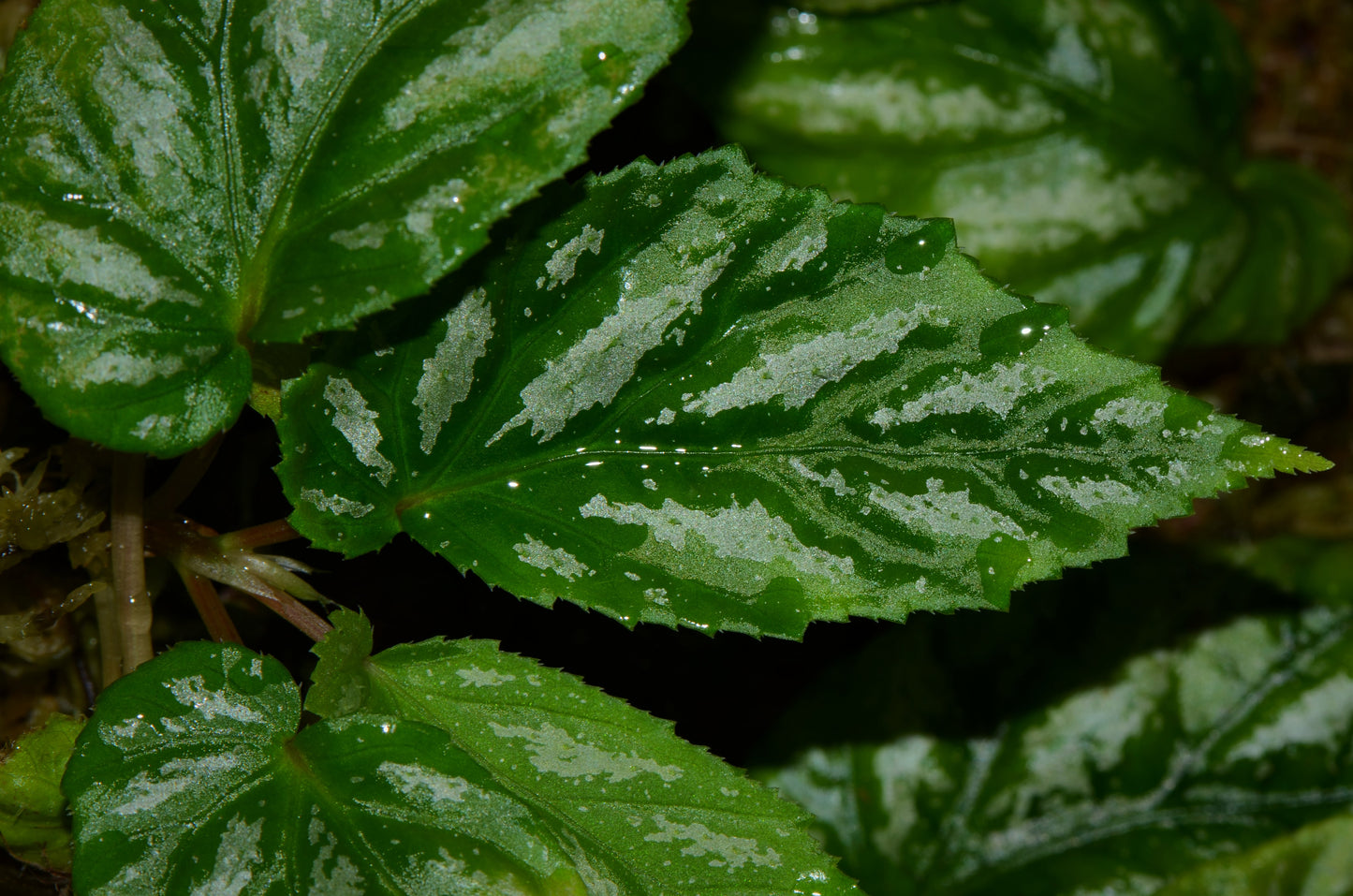 Begonia maynensis