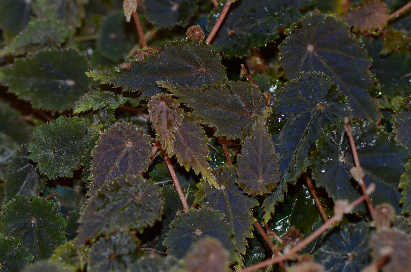 Begonia dodsonii "Crispa"