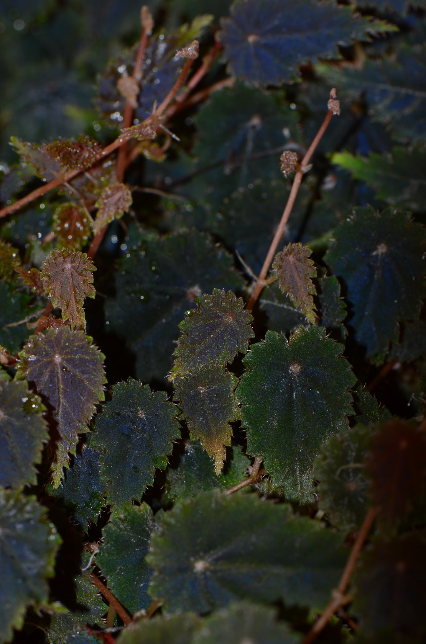 Begonia dodsonii "Crispa"