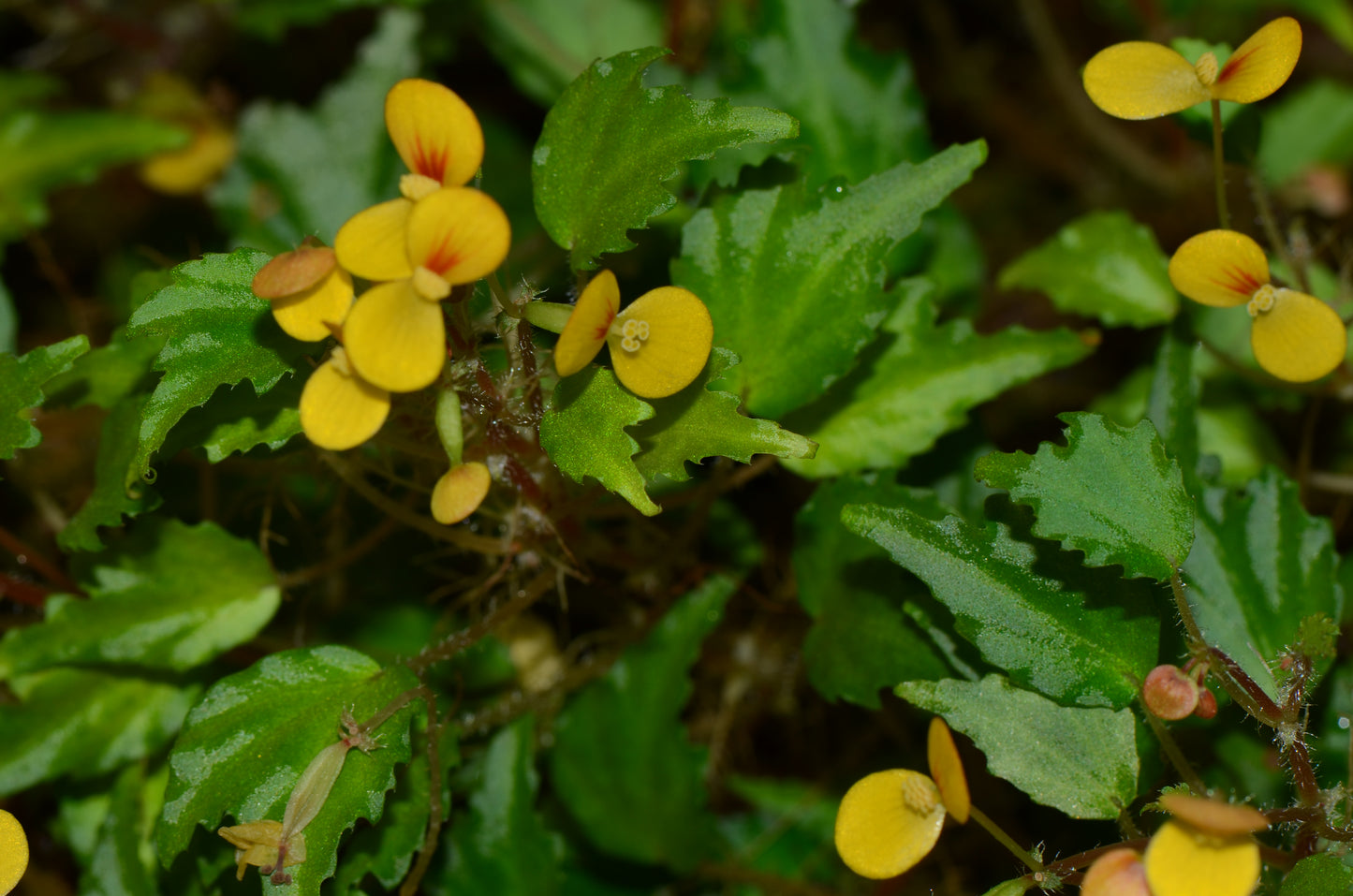 Begonia prismatocarpa